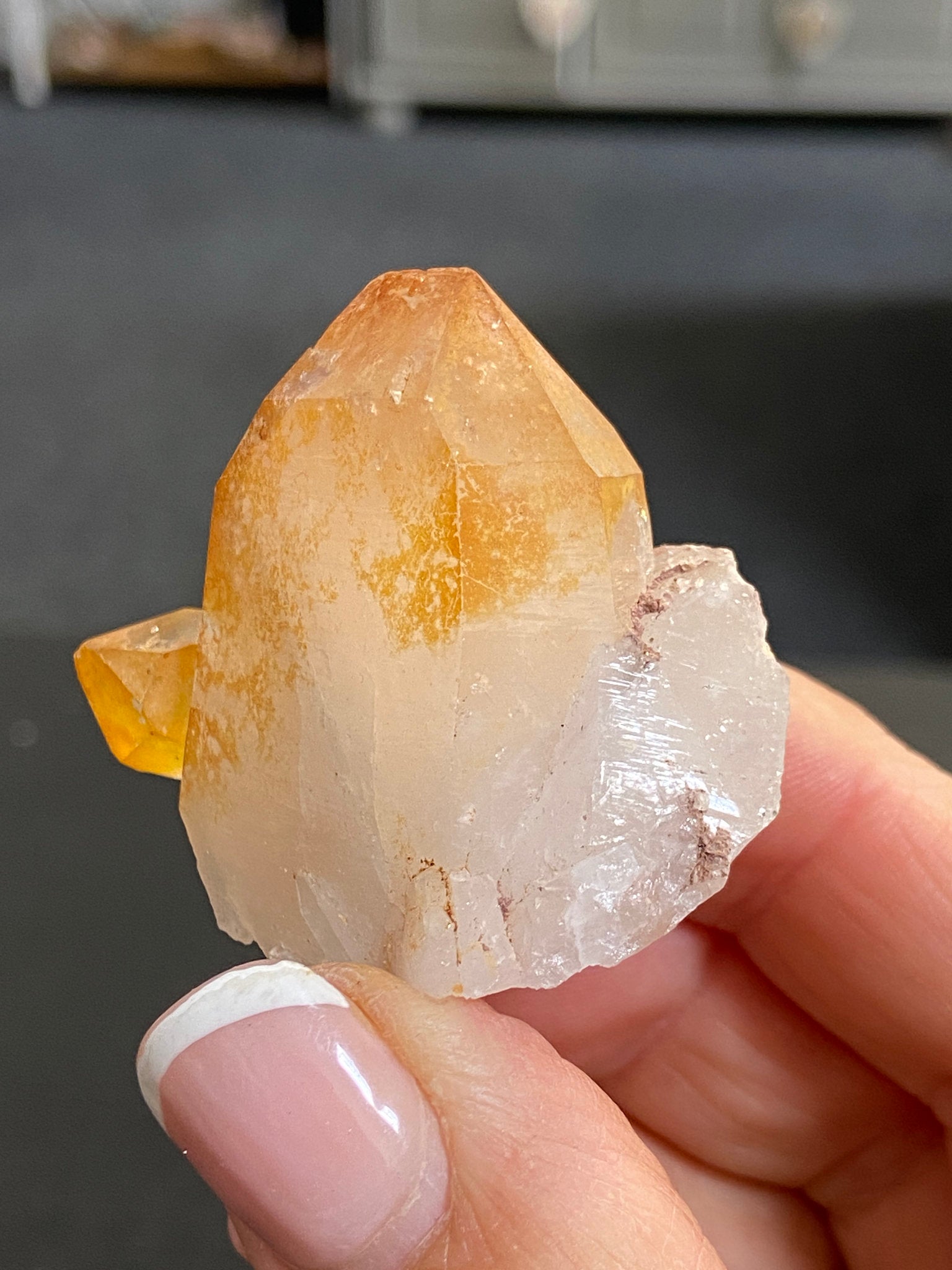 Mango Tipped Golden Healer Tabby