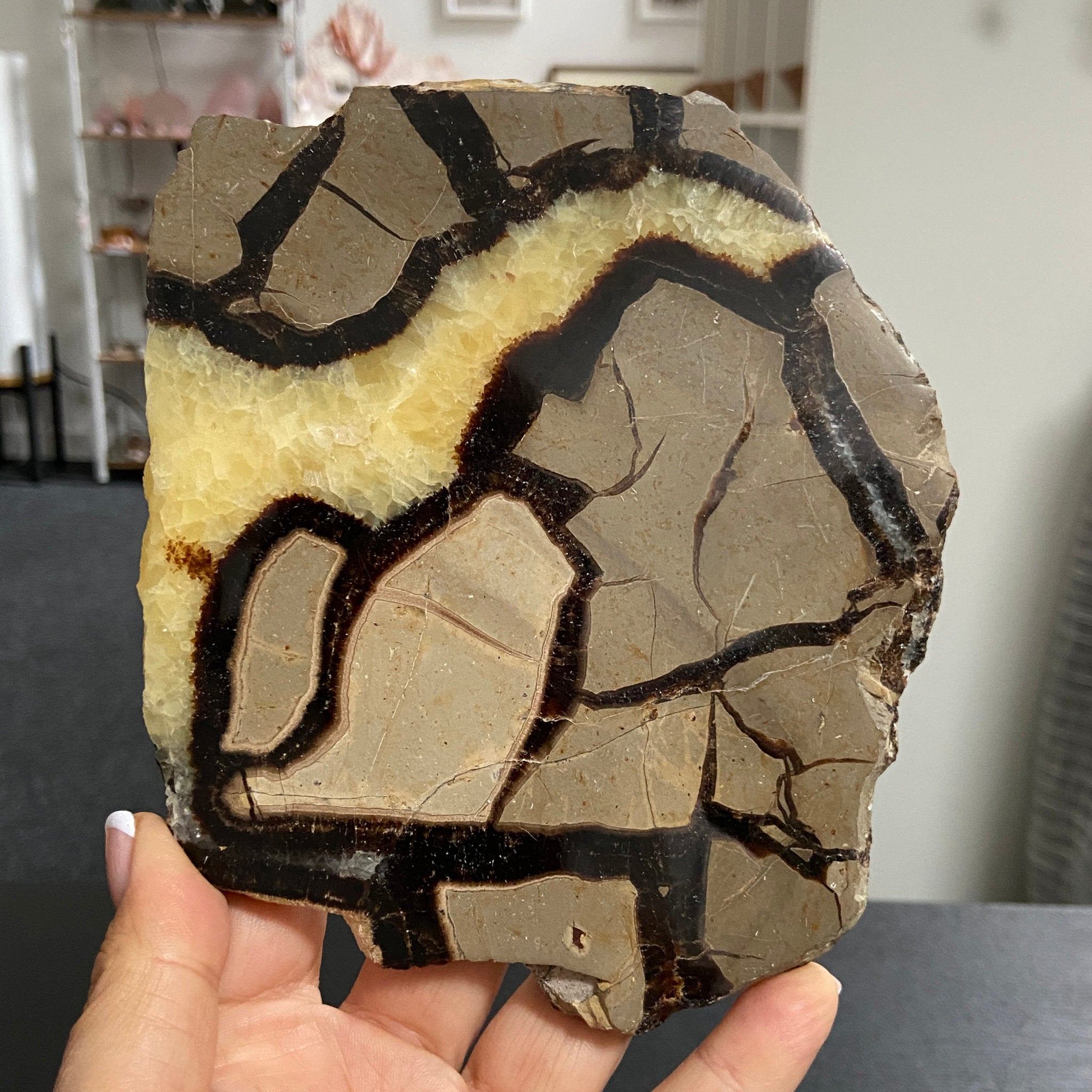 Septarian Slab – Madagascar