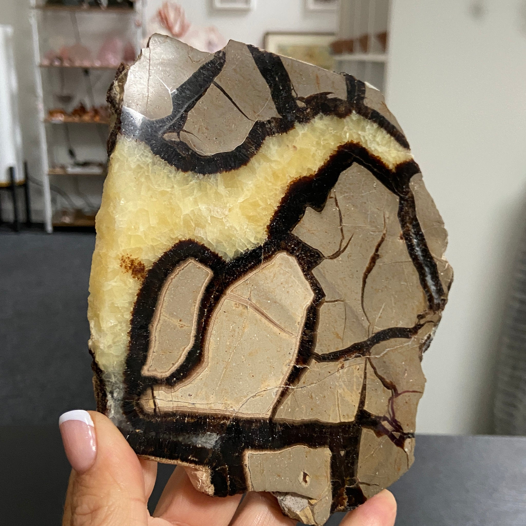 Septarian Slab – Madagascar