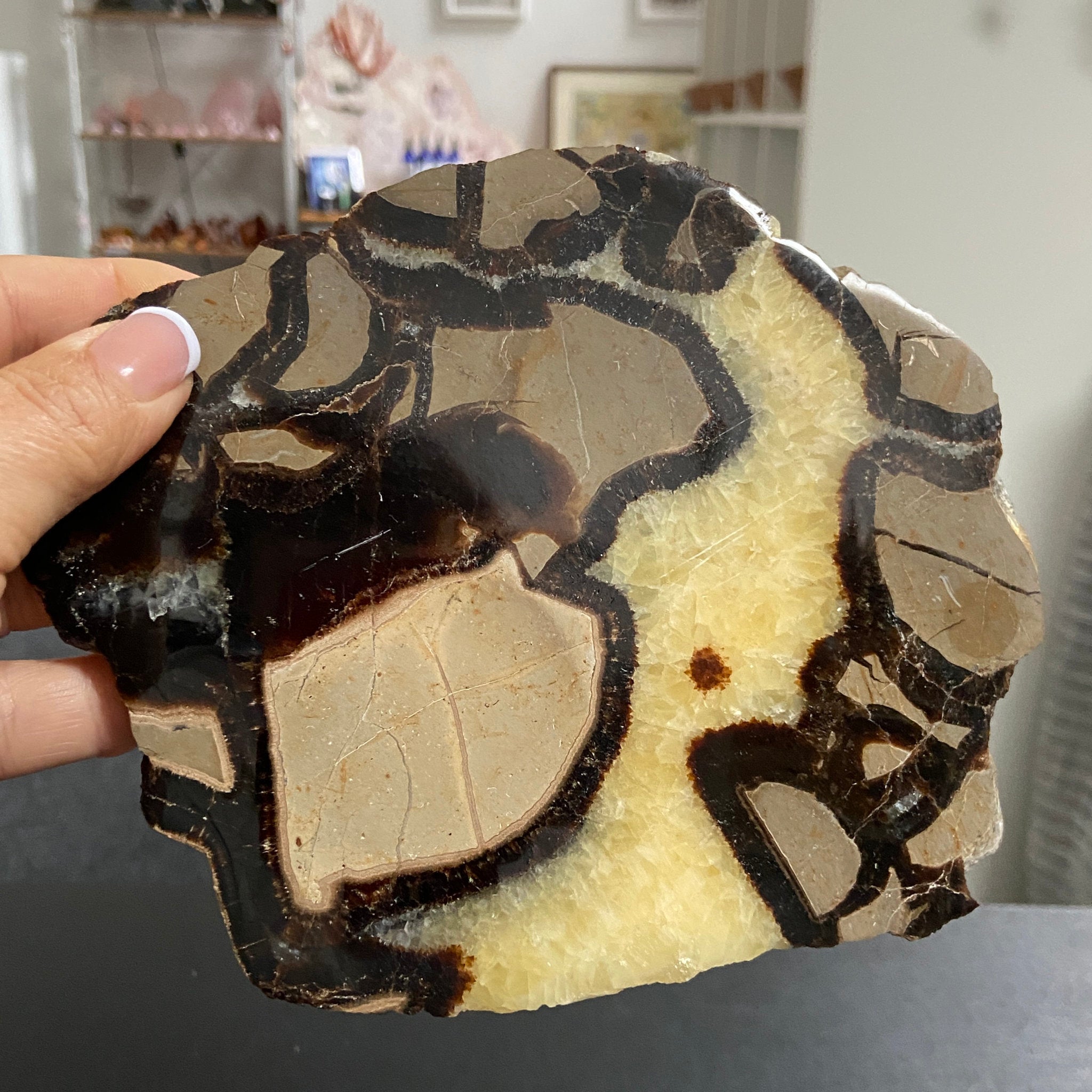 Septarian Slab – Madagascar