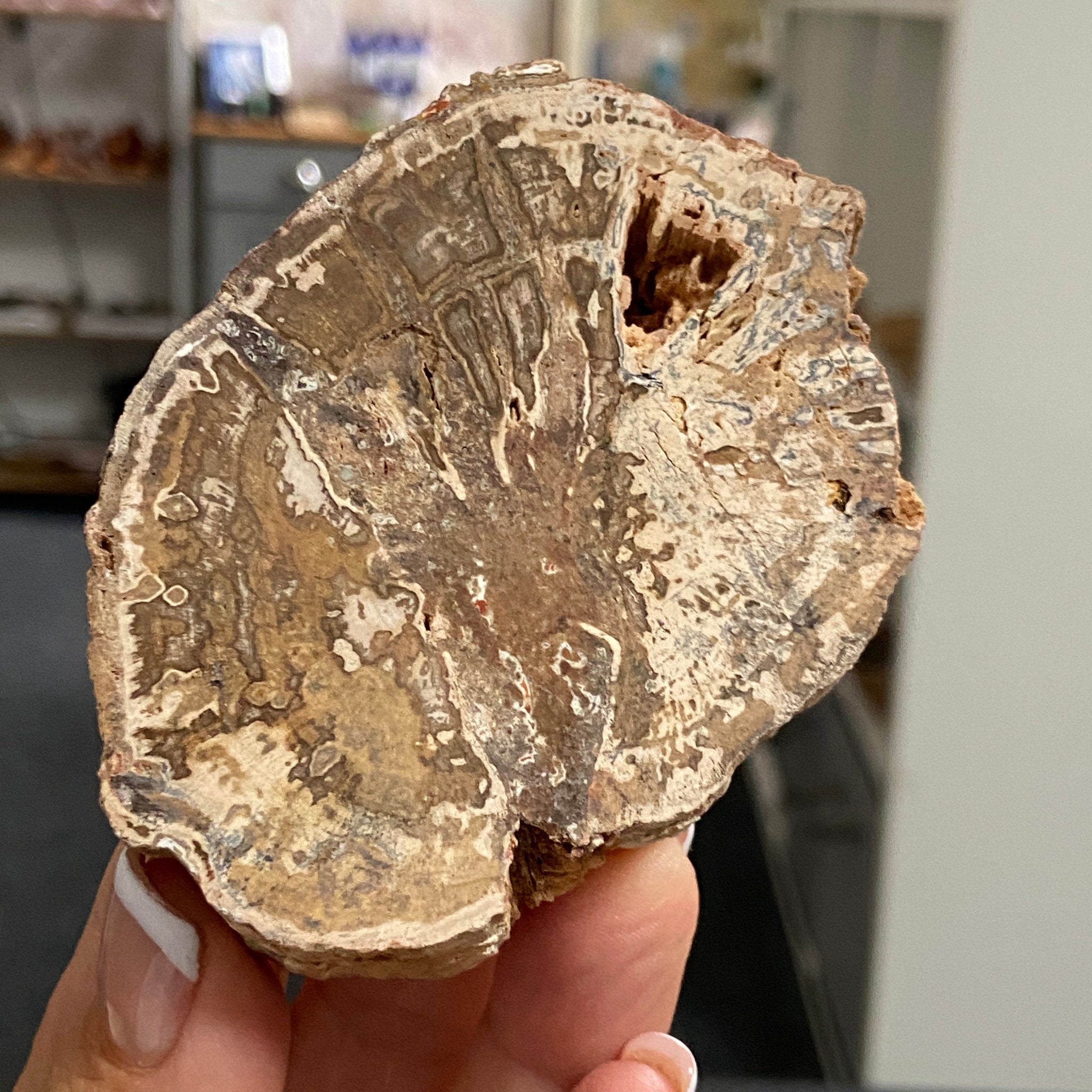 Petrified Wood Slice - Madagascar