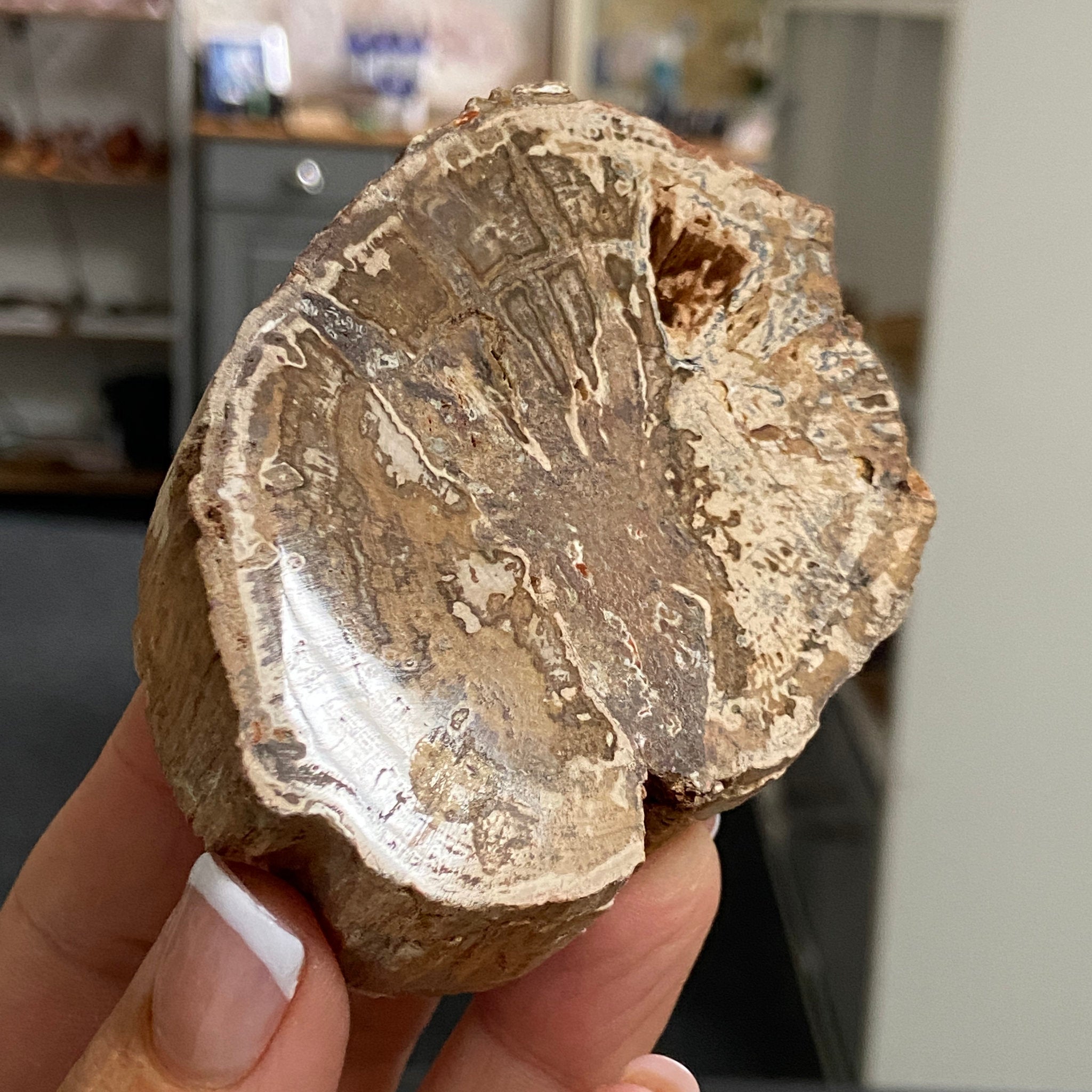 Petrified Wood Slice - Madagascar