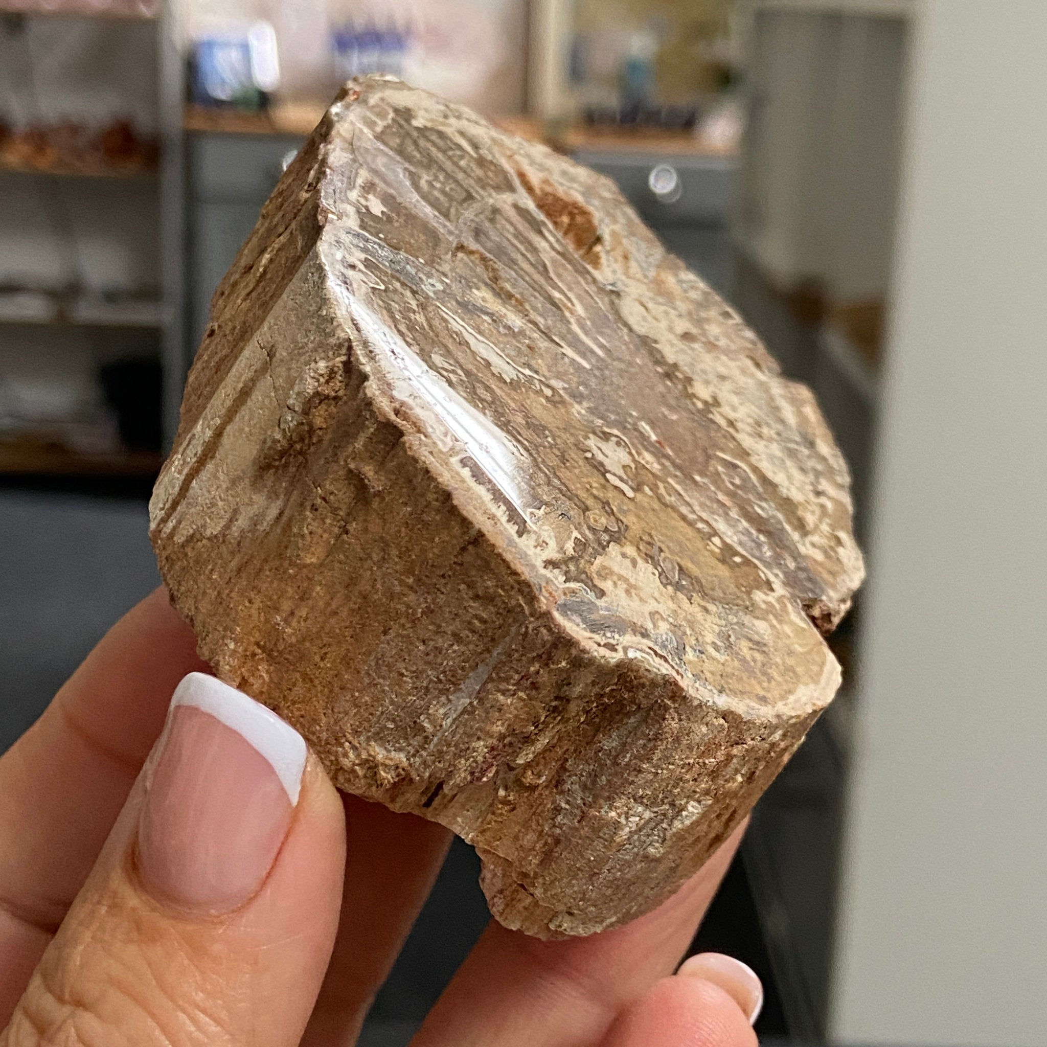 Petrified Wood Slice - Madagascar