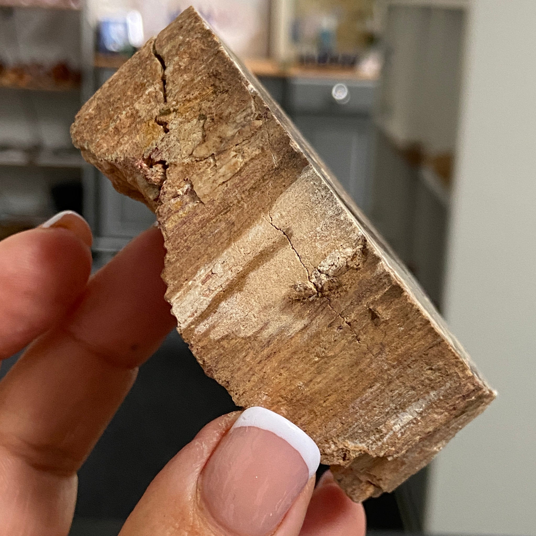 Petrified Wood Slice - Madagascar