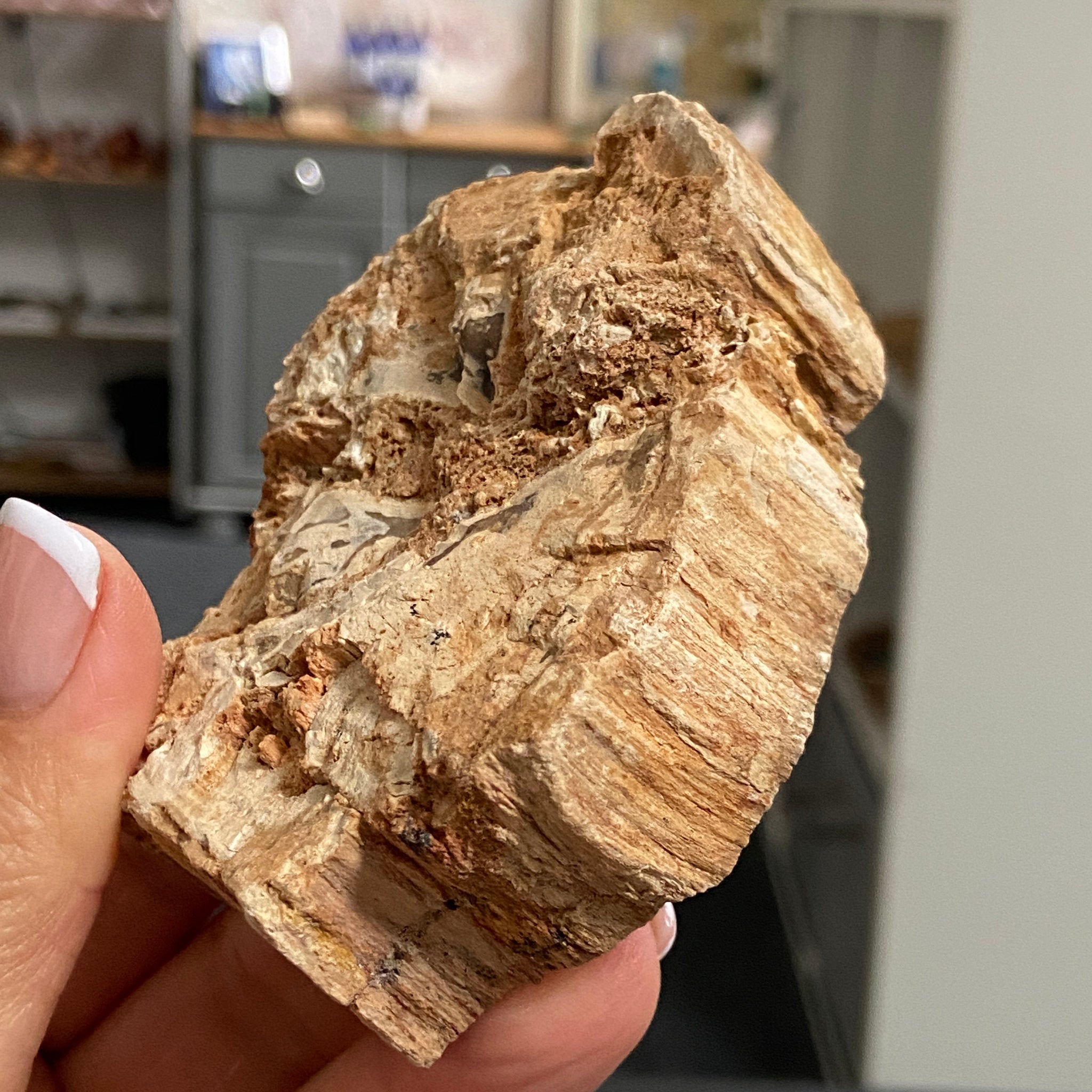 Petrified Wood Slice - Madagascar