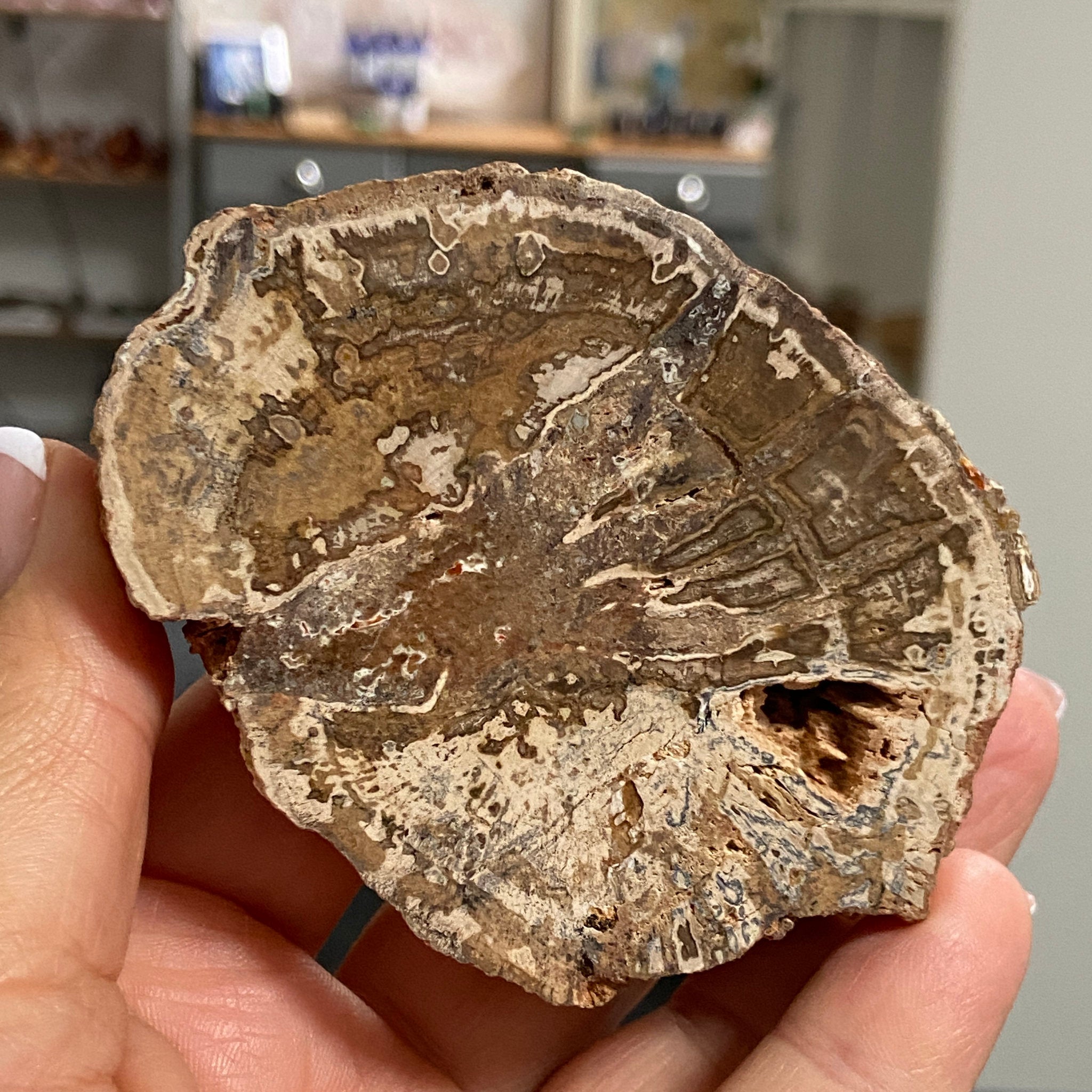 Petrified Wood Slice - Madagascar