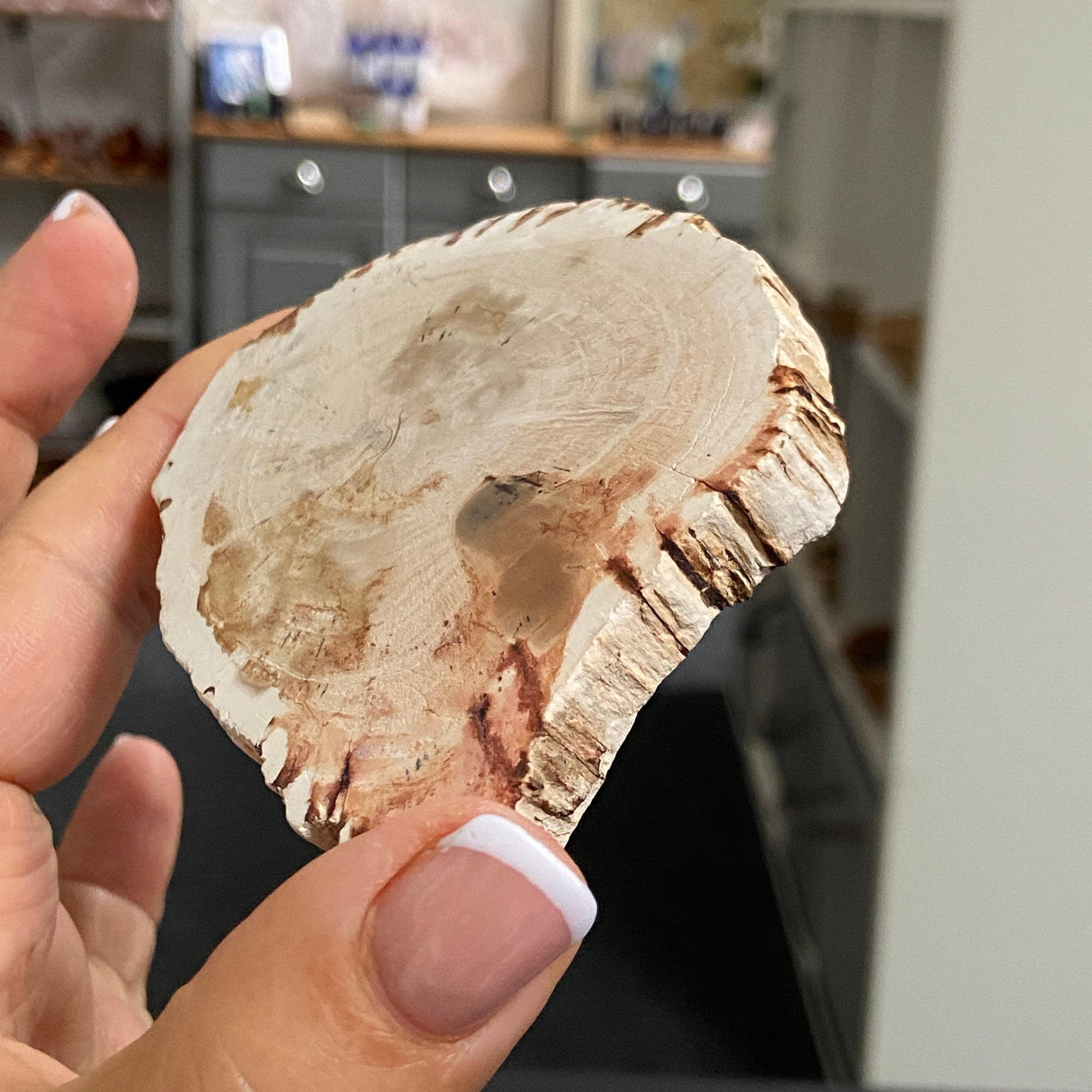 Petrified Wood Slice - Madagascar