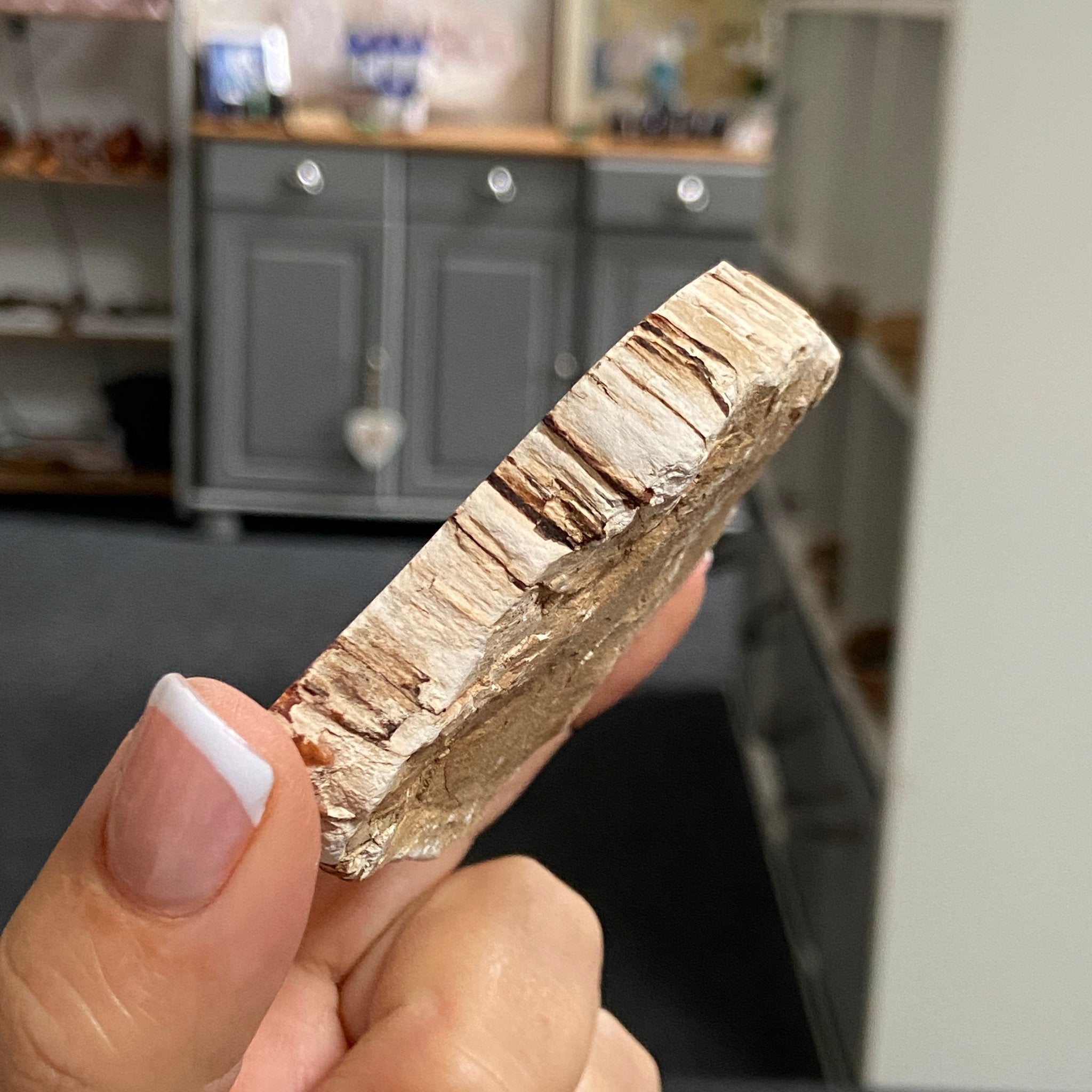 Petrified Wood Slice - Madagascar