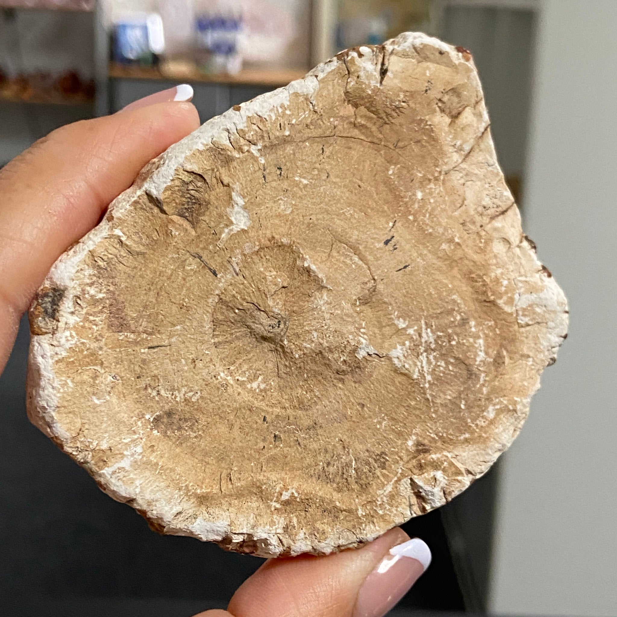 Petrified Wood Slice - Madagascar
