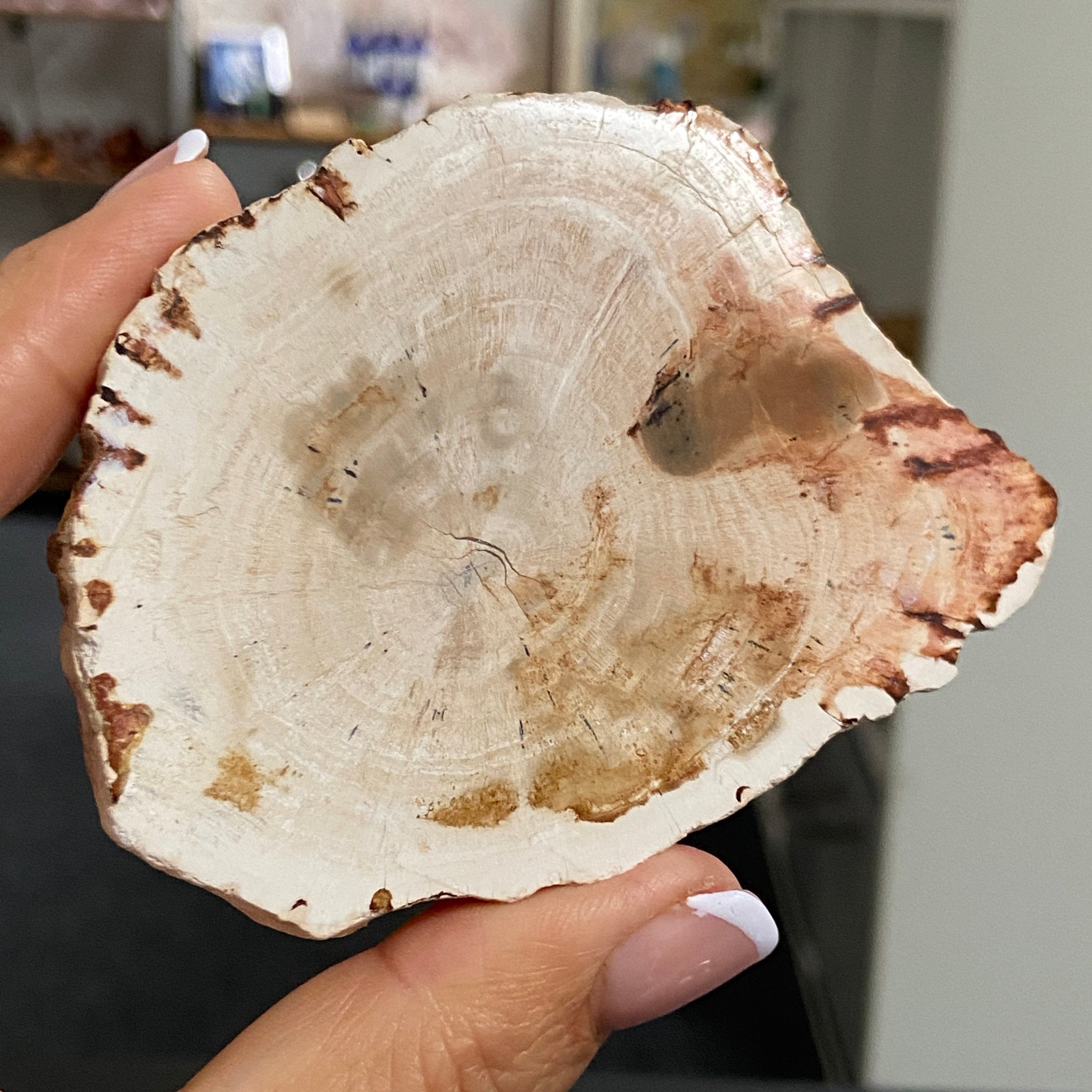 Petrified Wood Slice - Madagascar