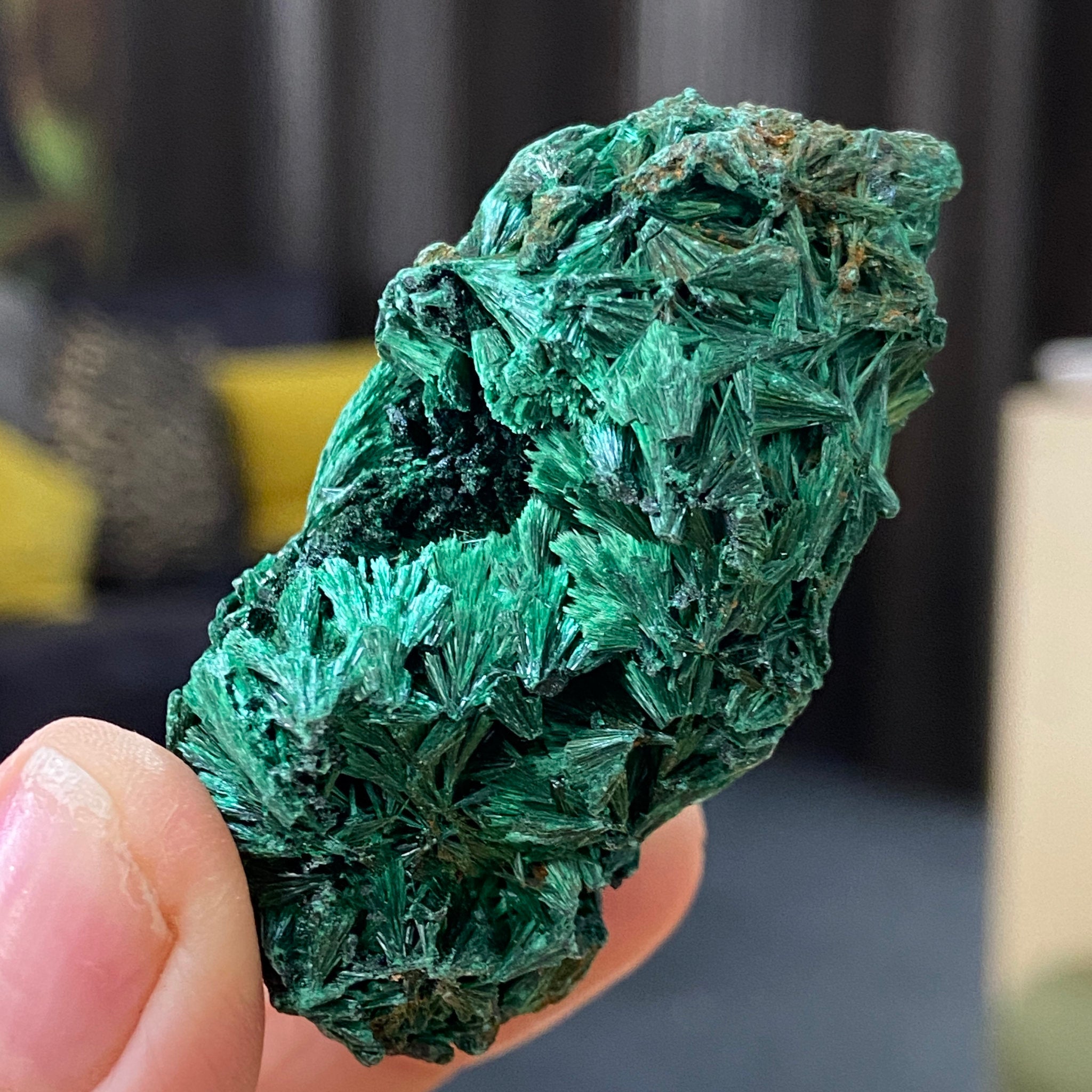 Velvet Malachite