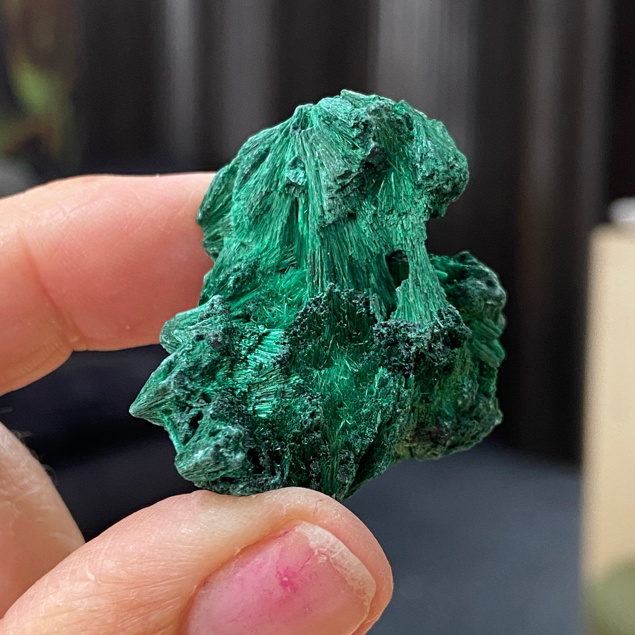 Velvet Malachite