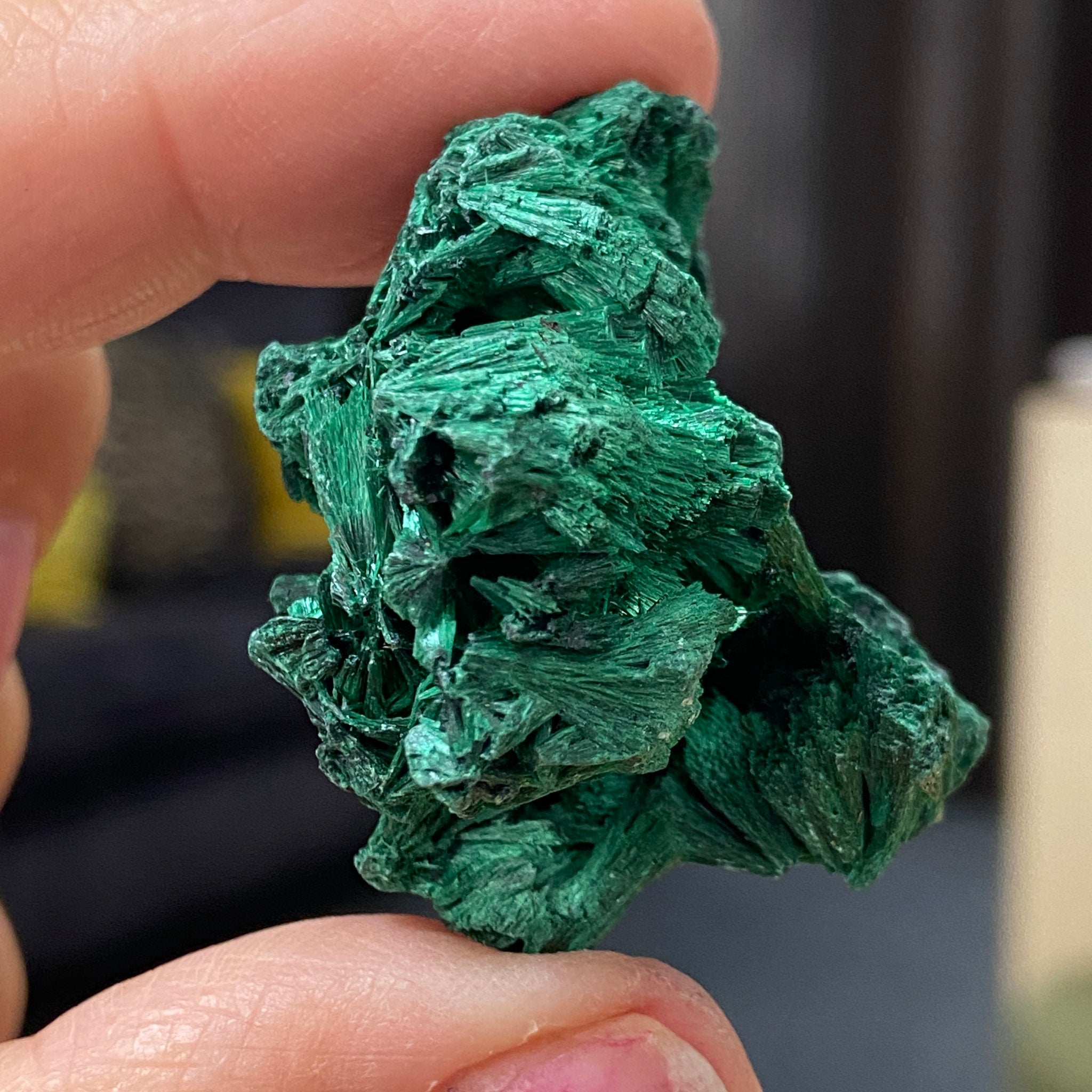 Velvet Malachite