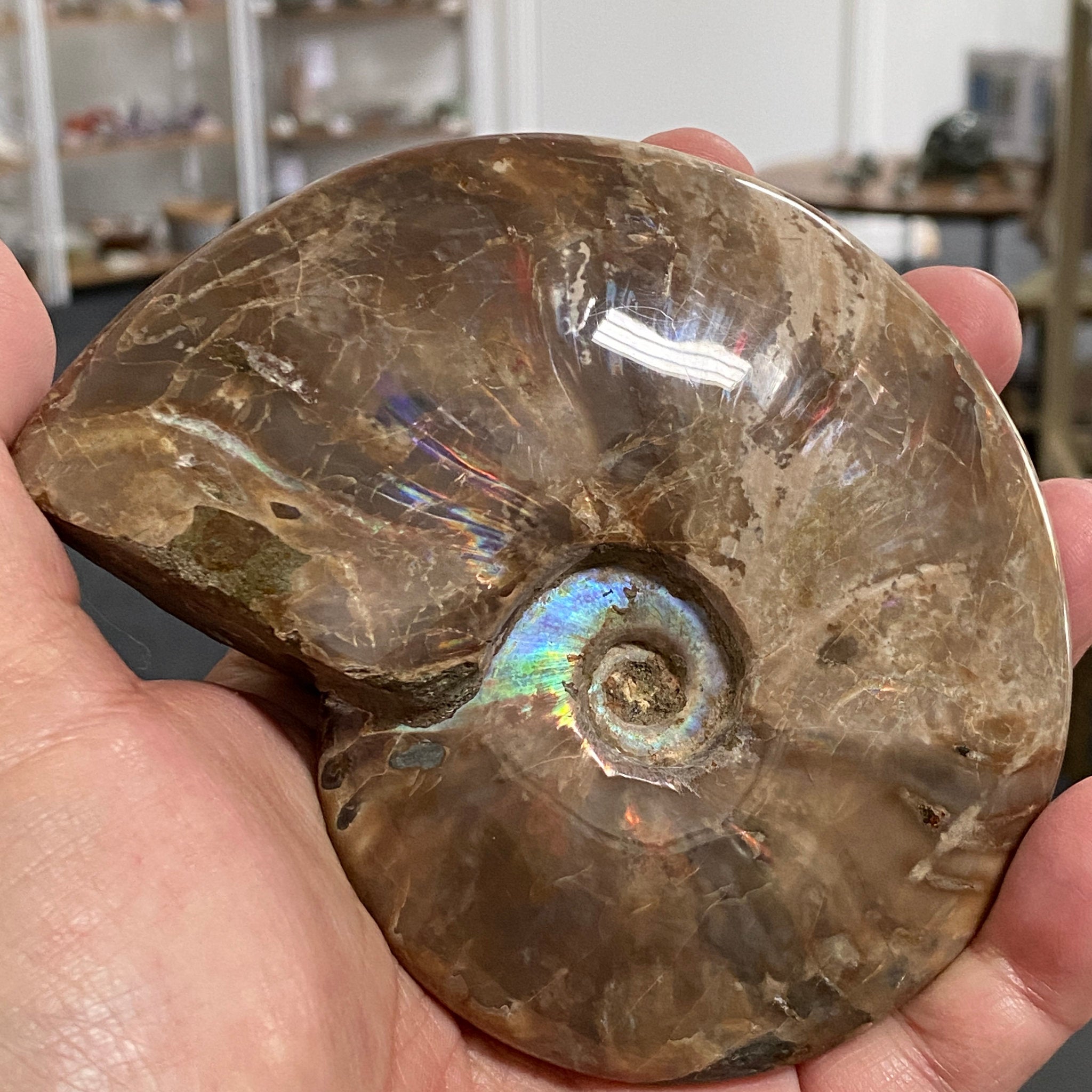 Rainbow Red Opalised Ammonite
