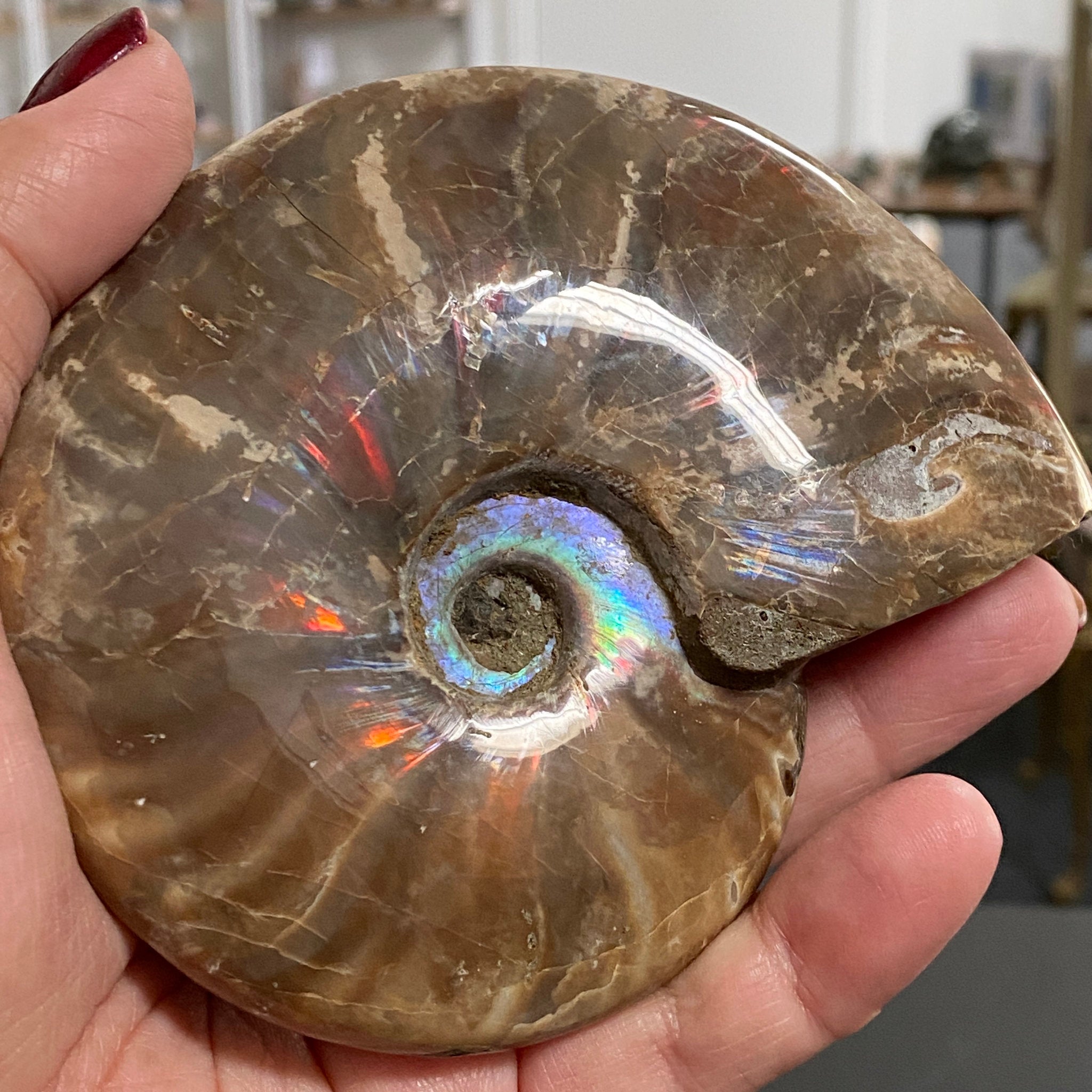 Rainbow Red Opalised Ammonite