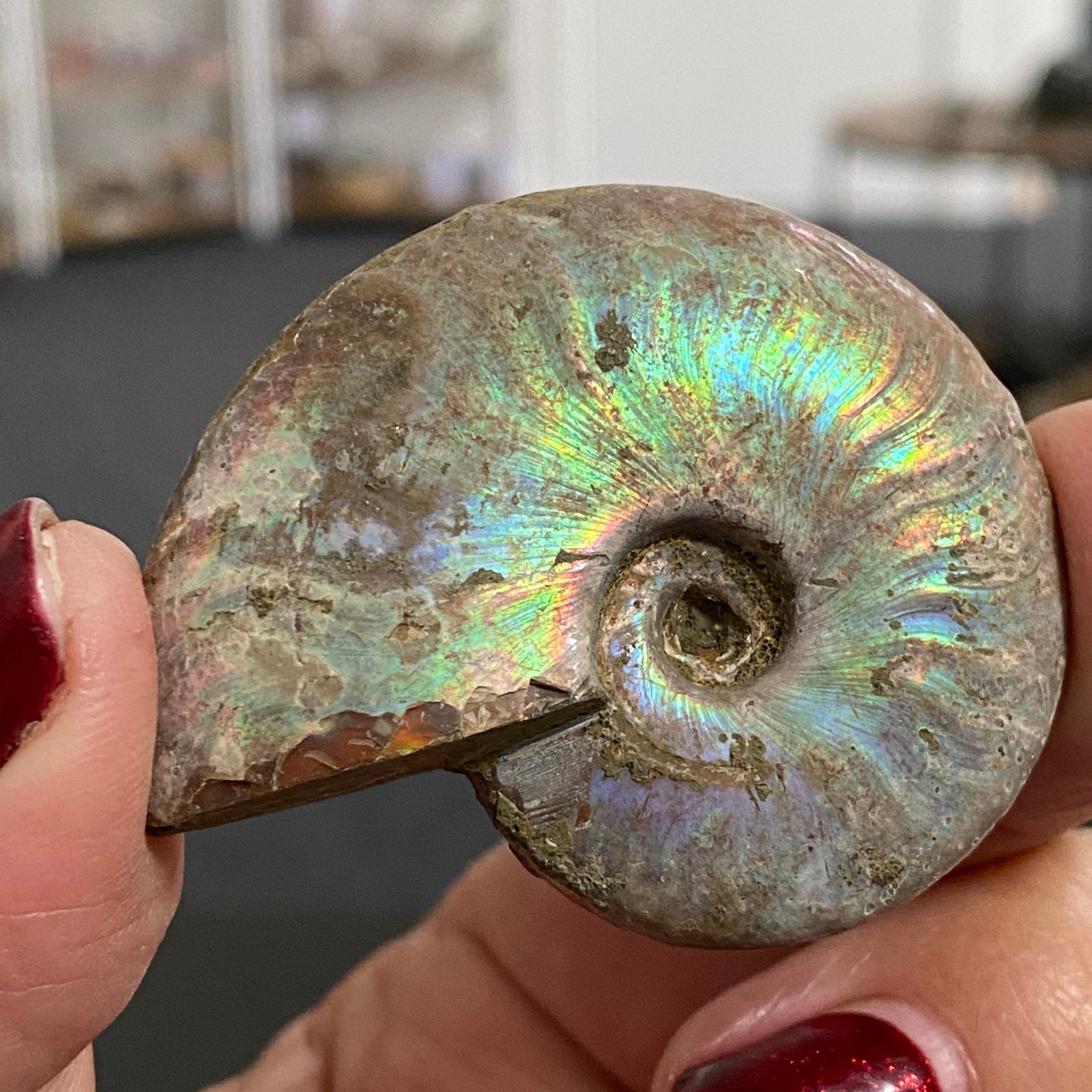 Rainbow Opalised Ammonite