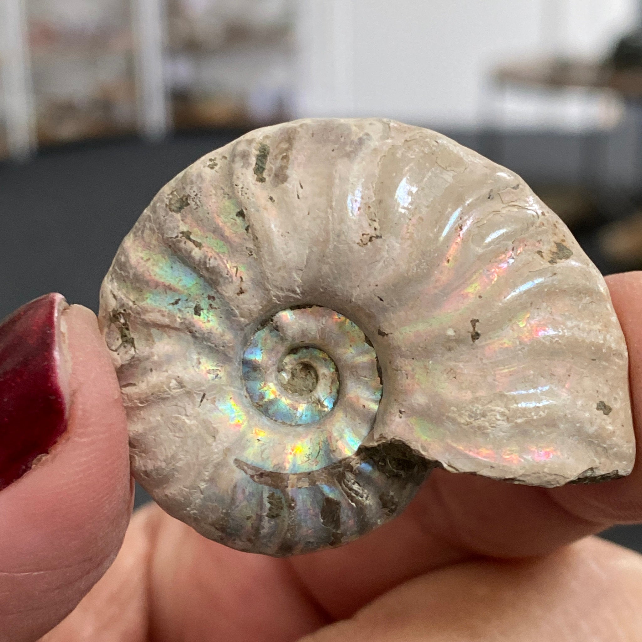 Rainbow Opalised Ammonite