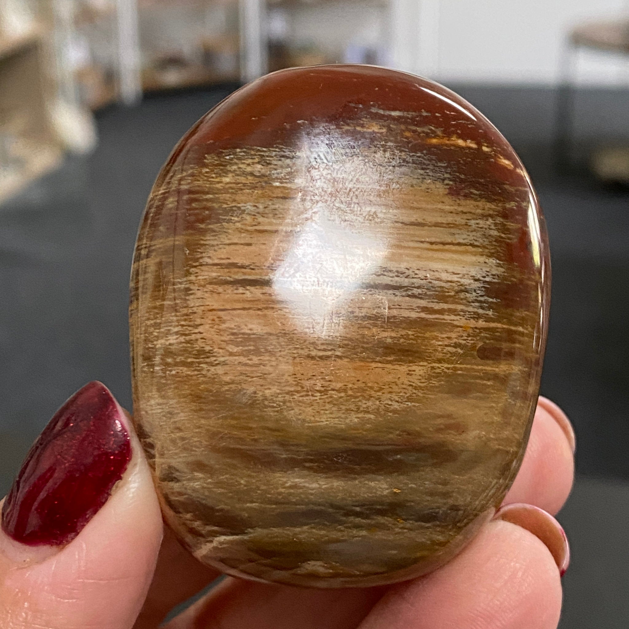 Petrified Wood Palm Stone