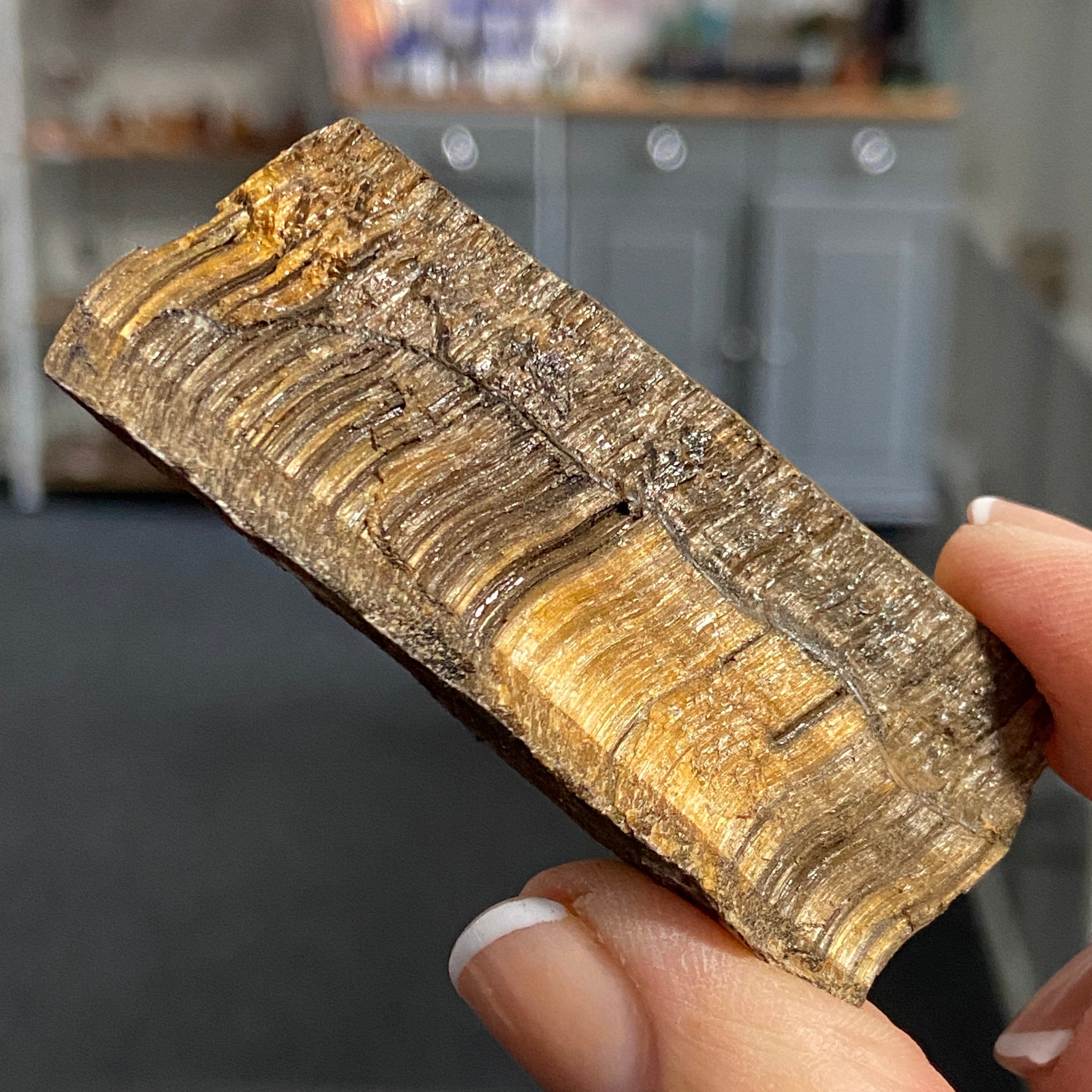 Tiger’s Eye – South Africa - Castle Rocks Cornwall
