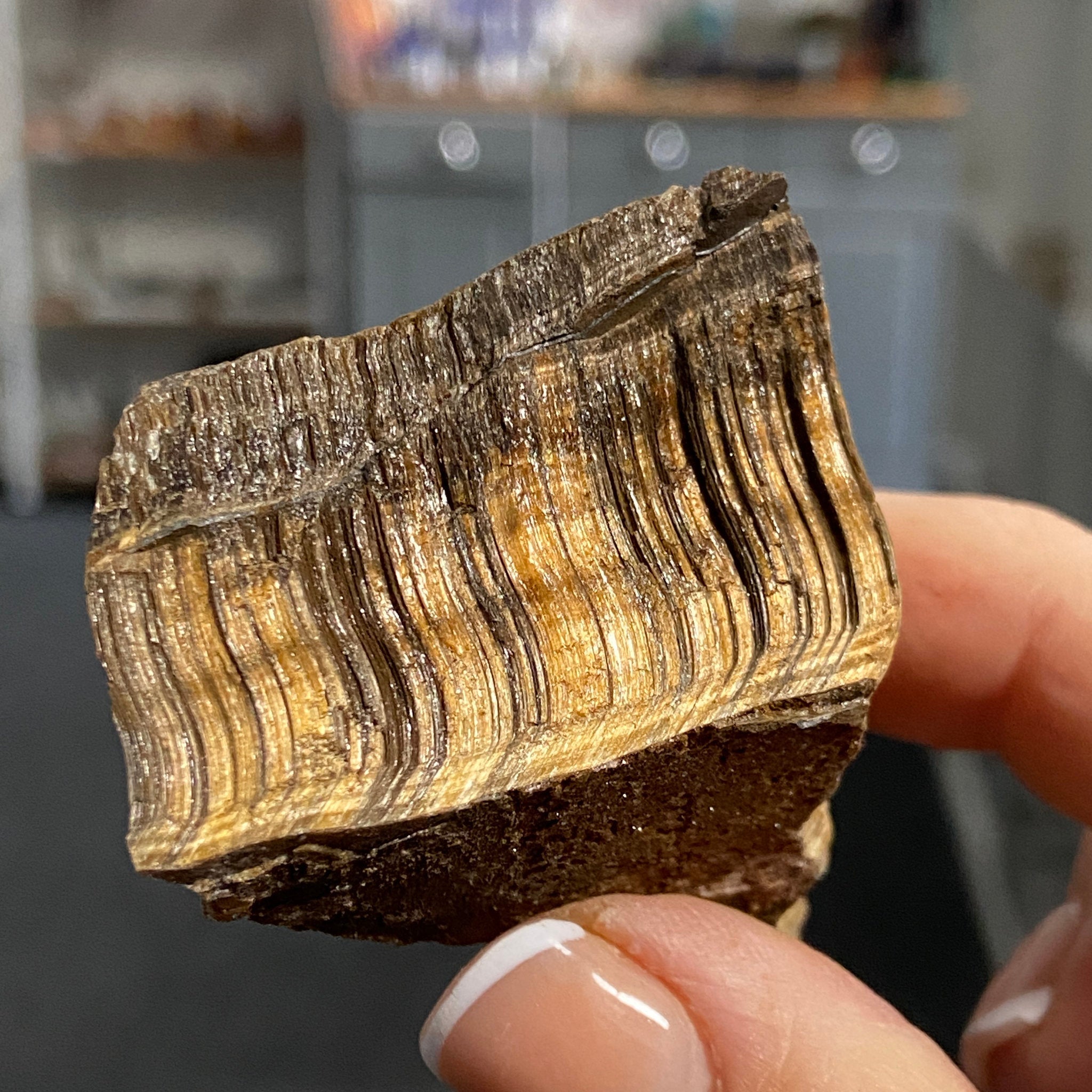 Tiger’s Eye – South Africa - Castle Rocks Cornwall