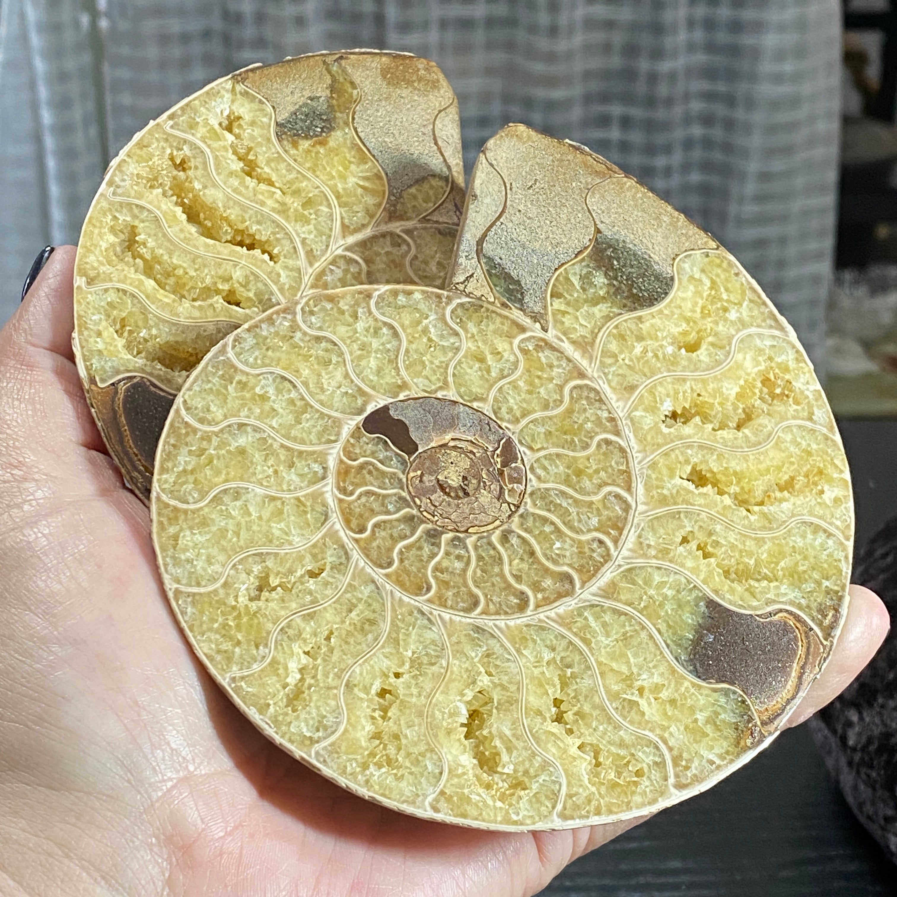 Blonde Ammonite Pair
