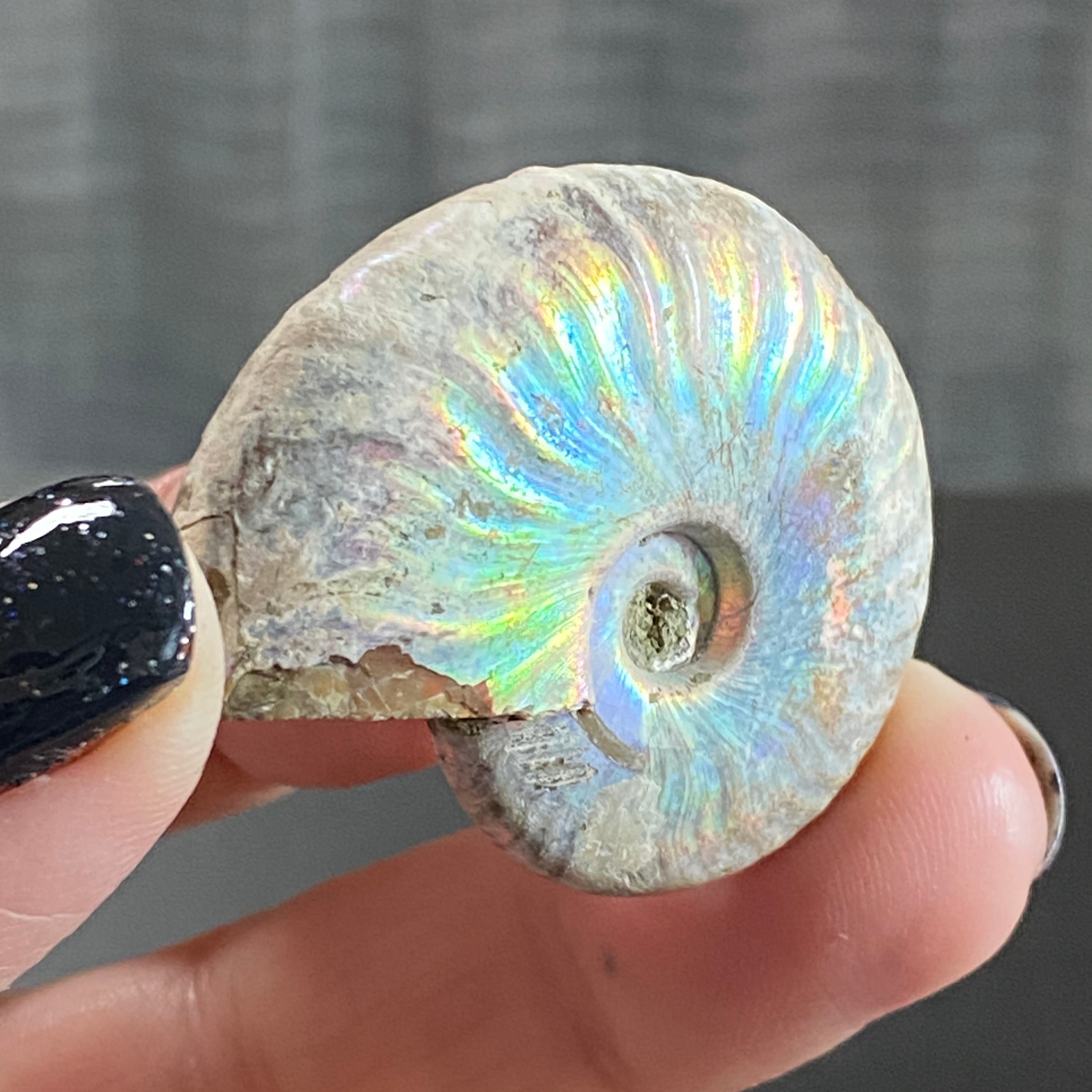 Full Opalised Ammonite