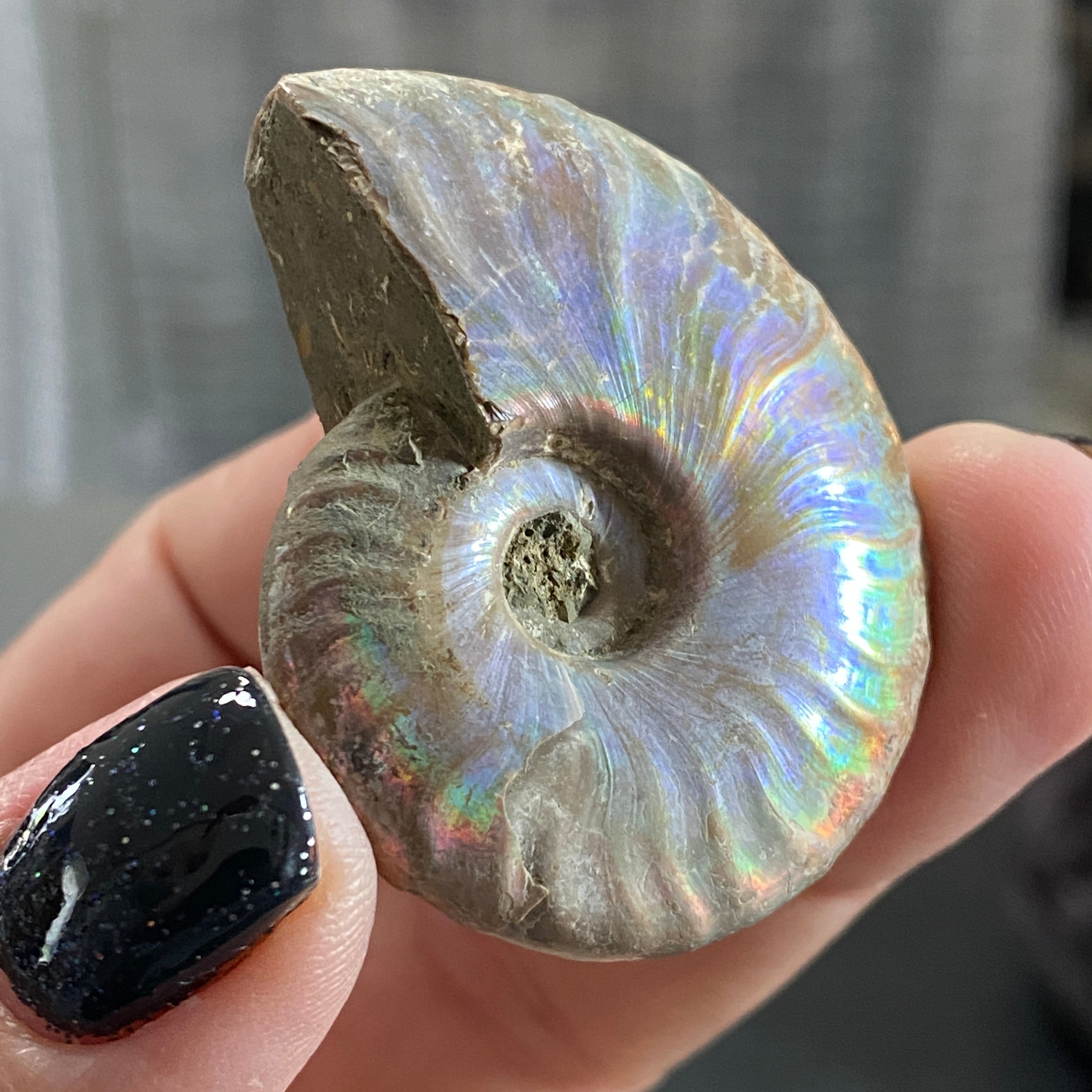 Full Opalised Ammonite