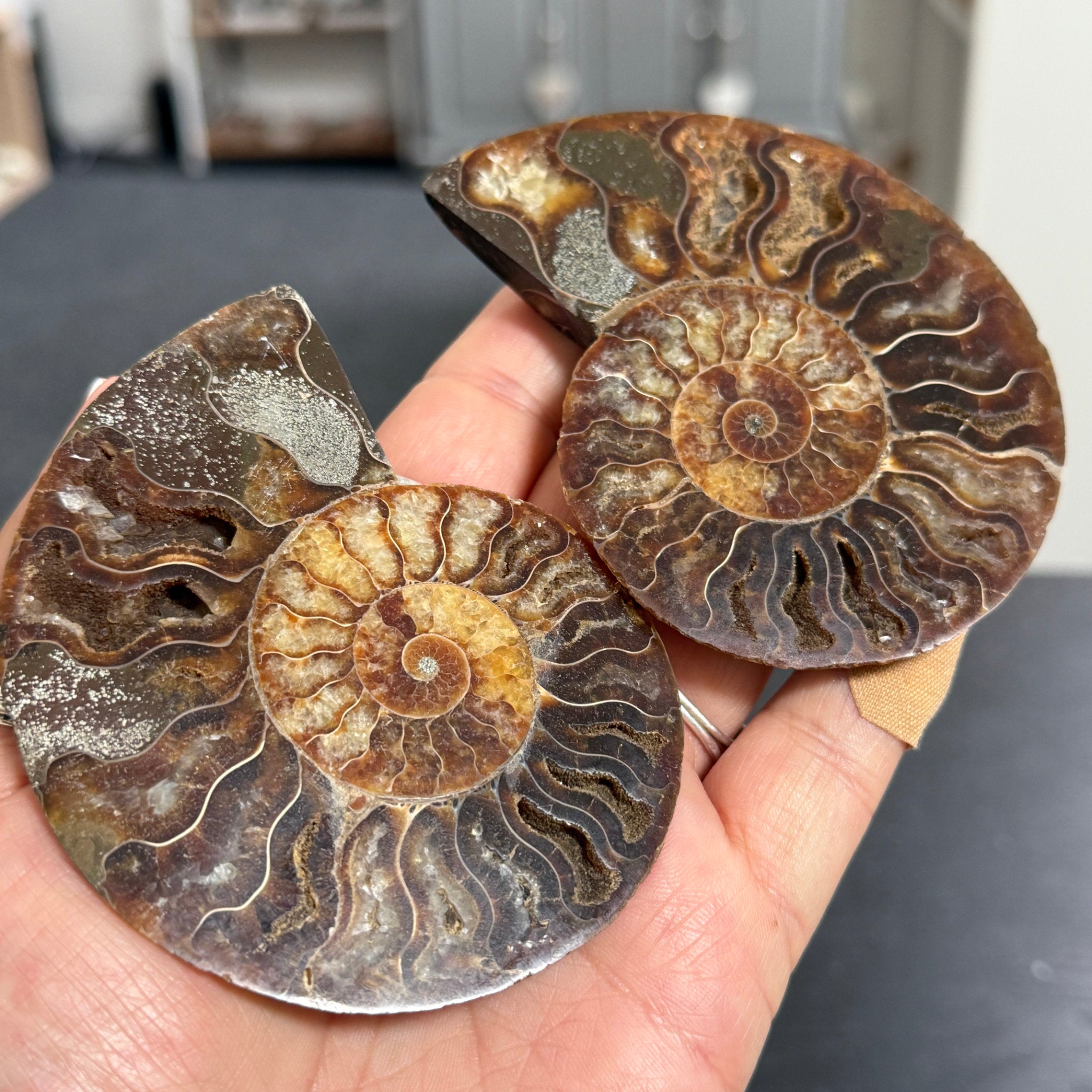 Split Golden Brown & Blonde Ammonite - Madagascar