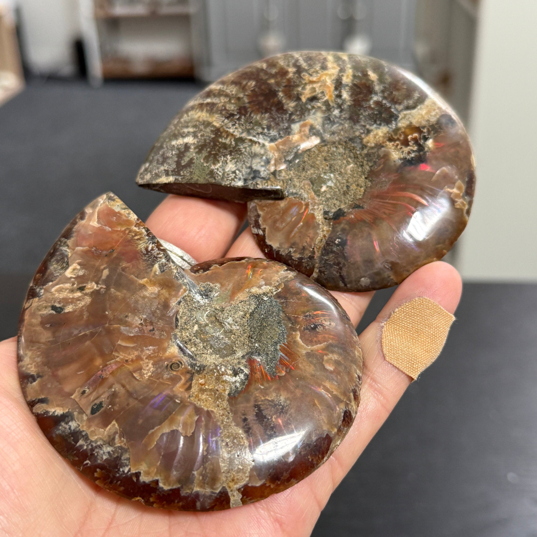 Split Golden Brown & Blonde Ammonite - Madagascar