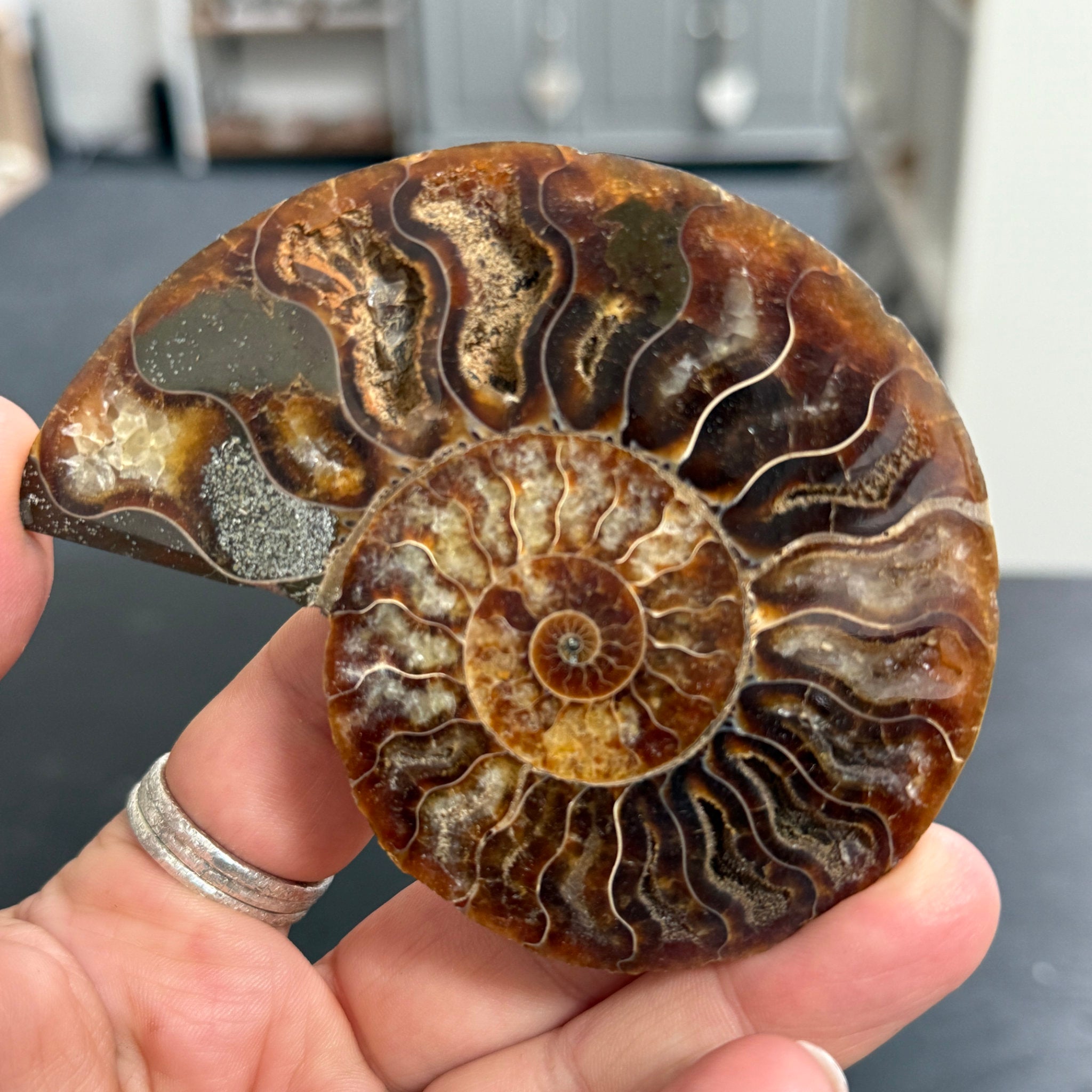 Split Golden Brown & Blonde Ammonite - Madagascar