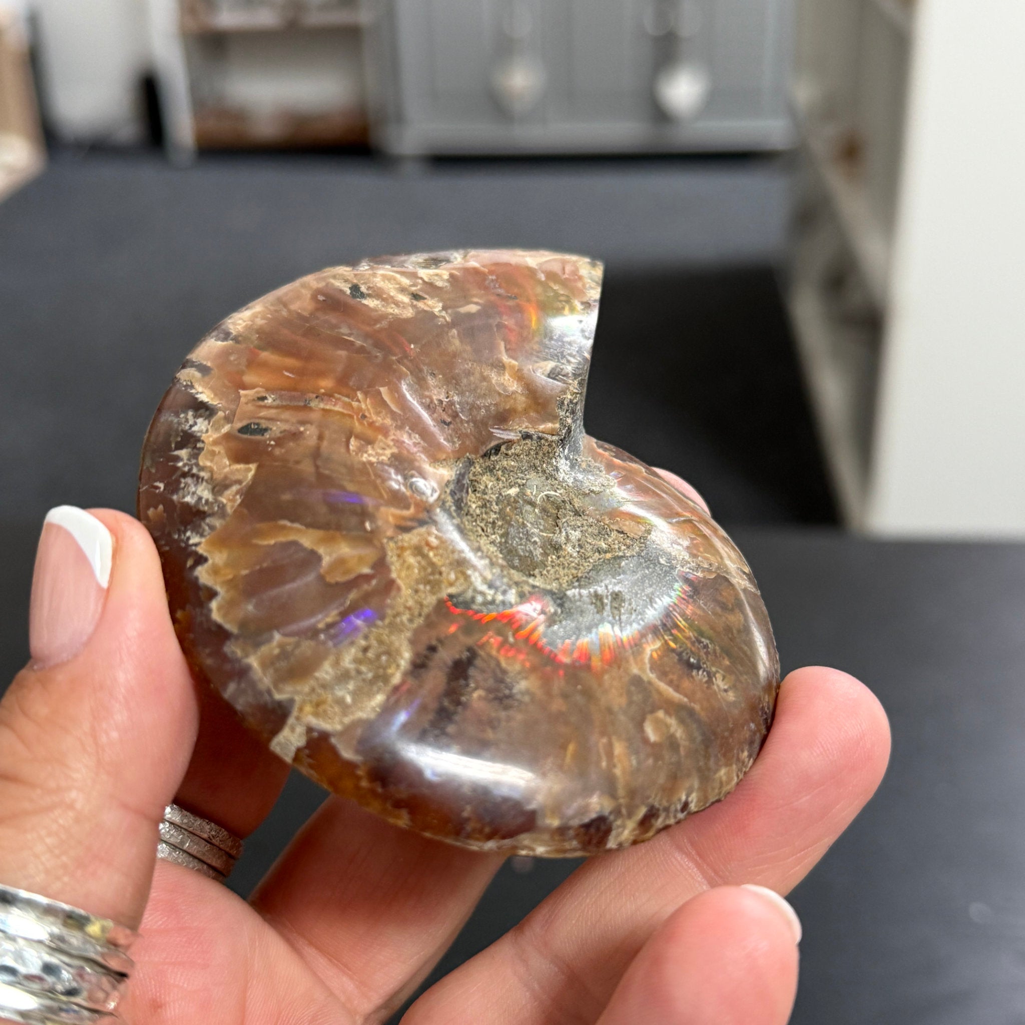 Split Golden Brown & Blonde Ammonite - Madagascar