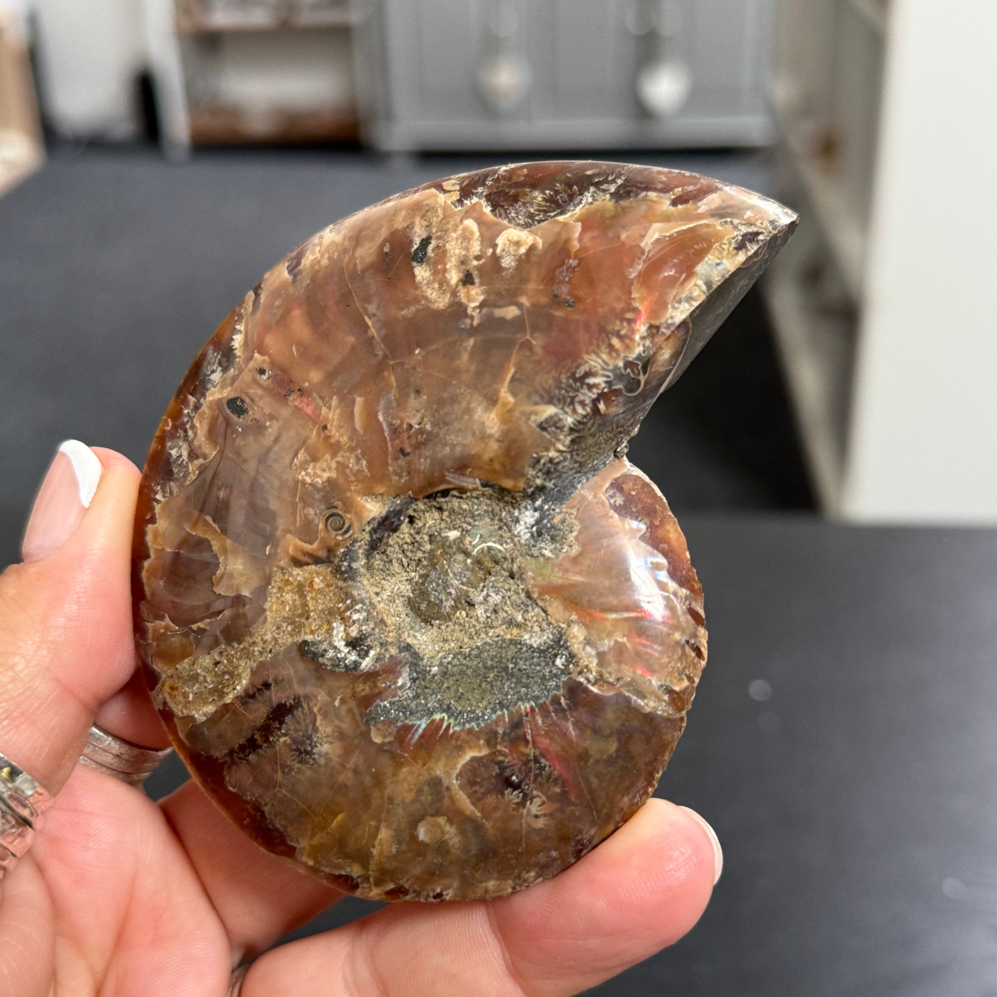 Split Golden Brown & Blonde Ammonite - Madagascar