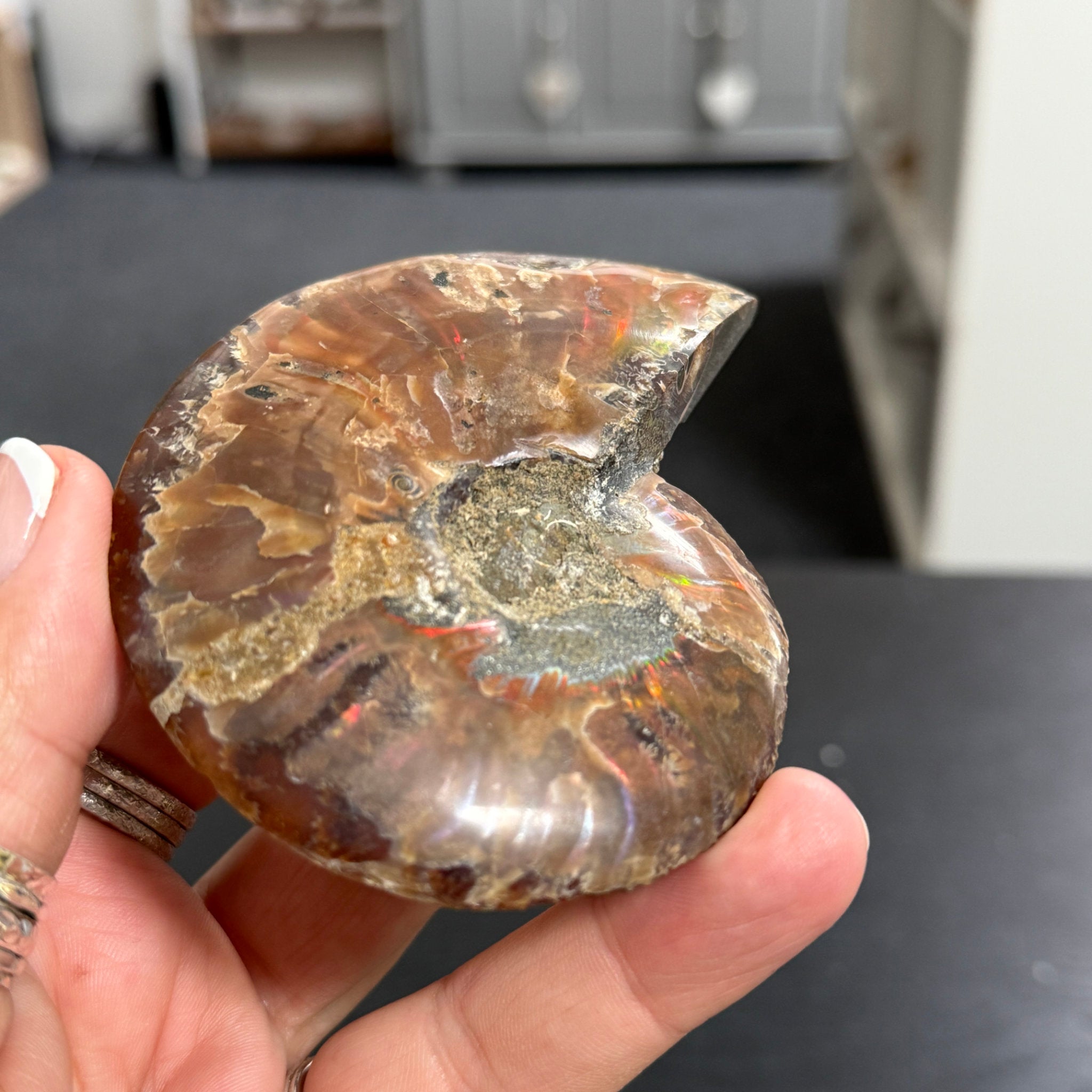 Split Golden Brown & Blonde Ammonite - Madagascar