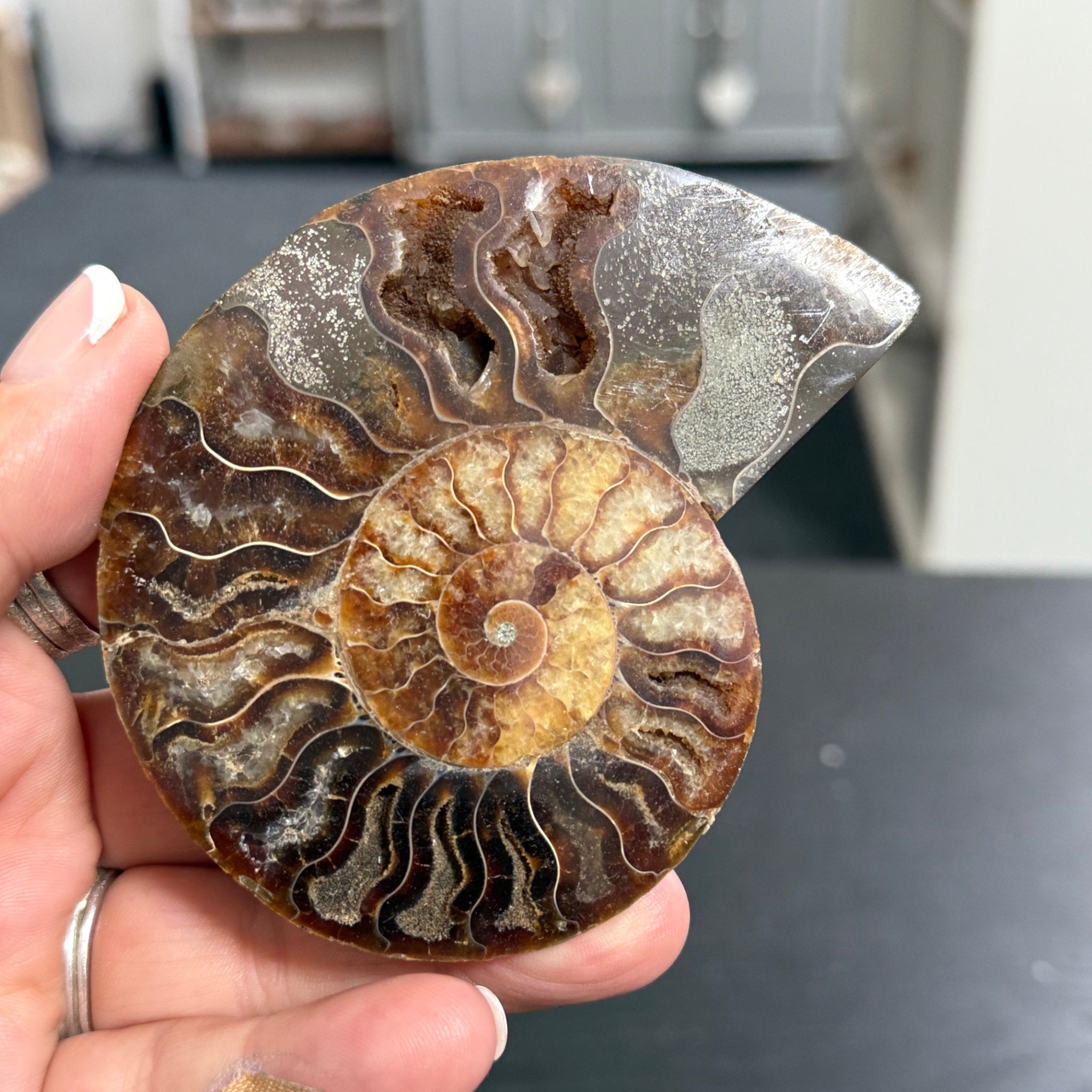 Split Golden Brown & Blonde Ammonite - Madagascar