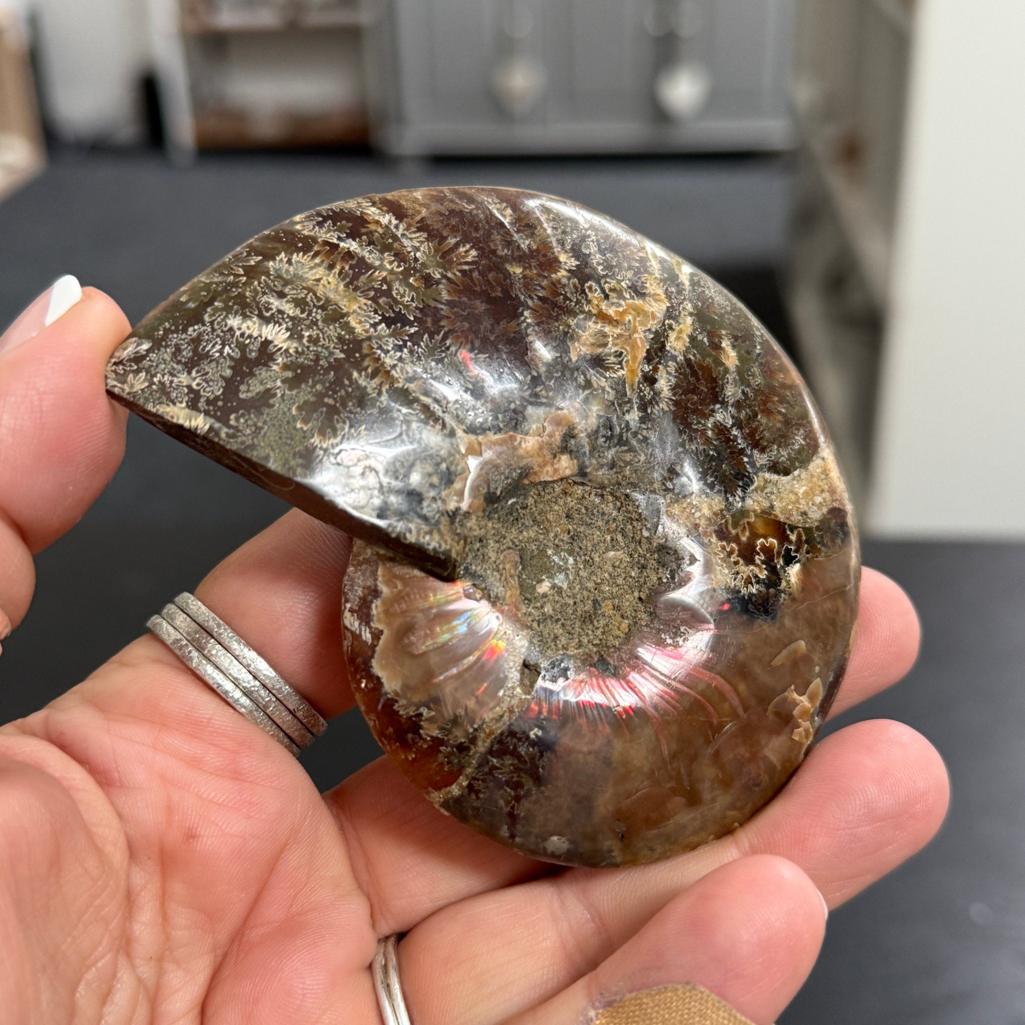 Split Golden Brown & Blonde Ammonite - Madagascar