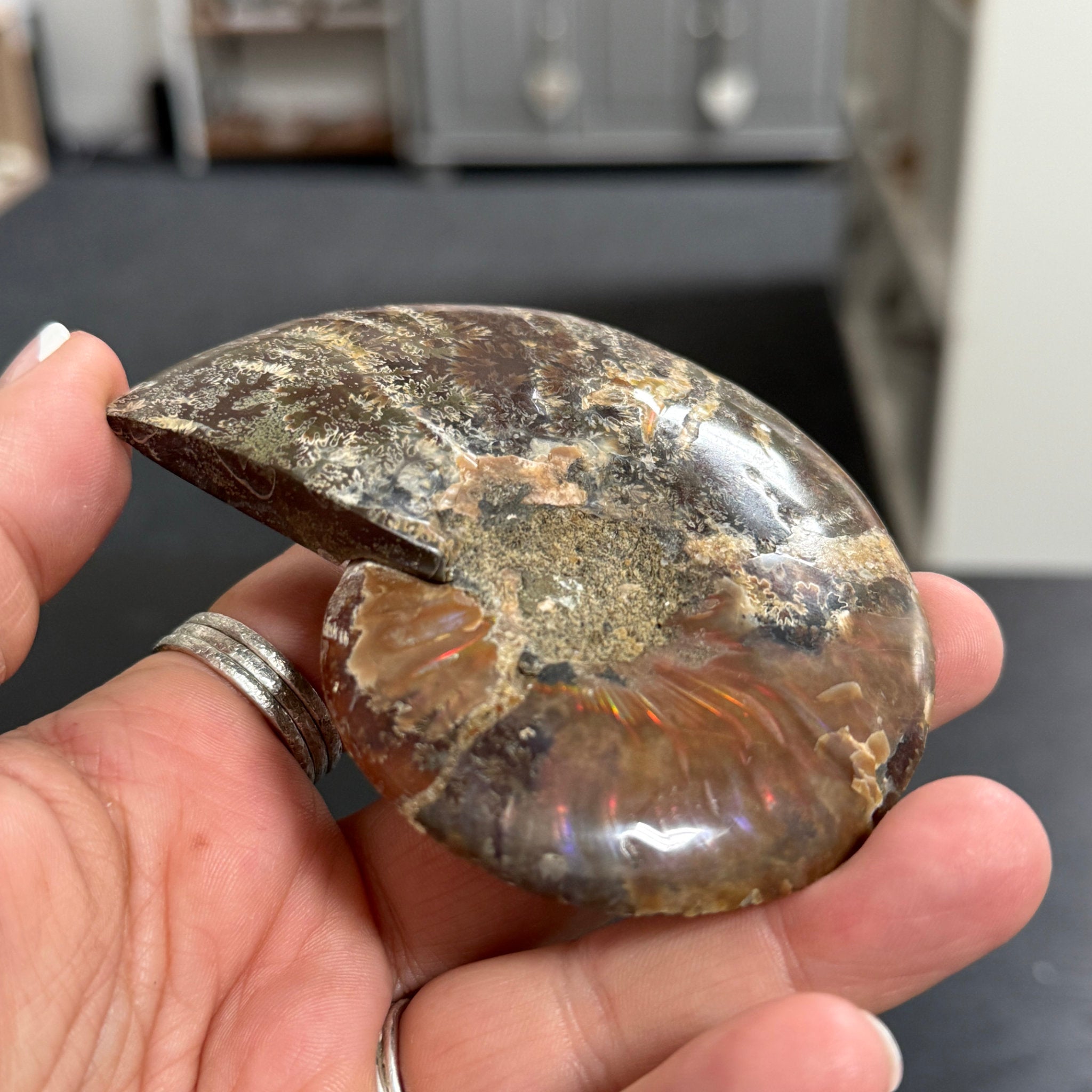 Split Golden Brown & Blonde Ammonite - Madagascar