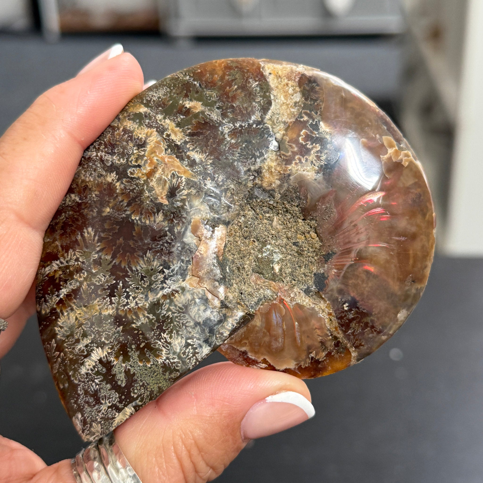 Split Golden Brown & Blonde Ammonite - Madagascar