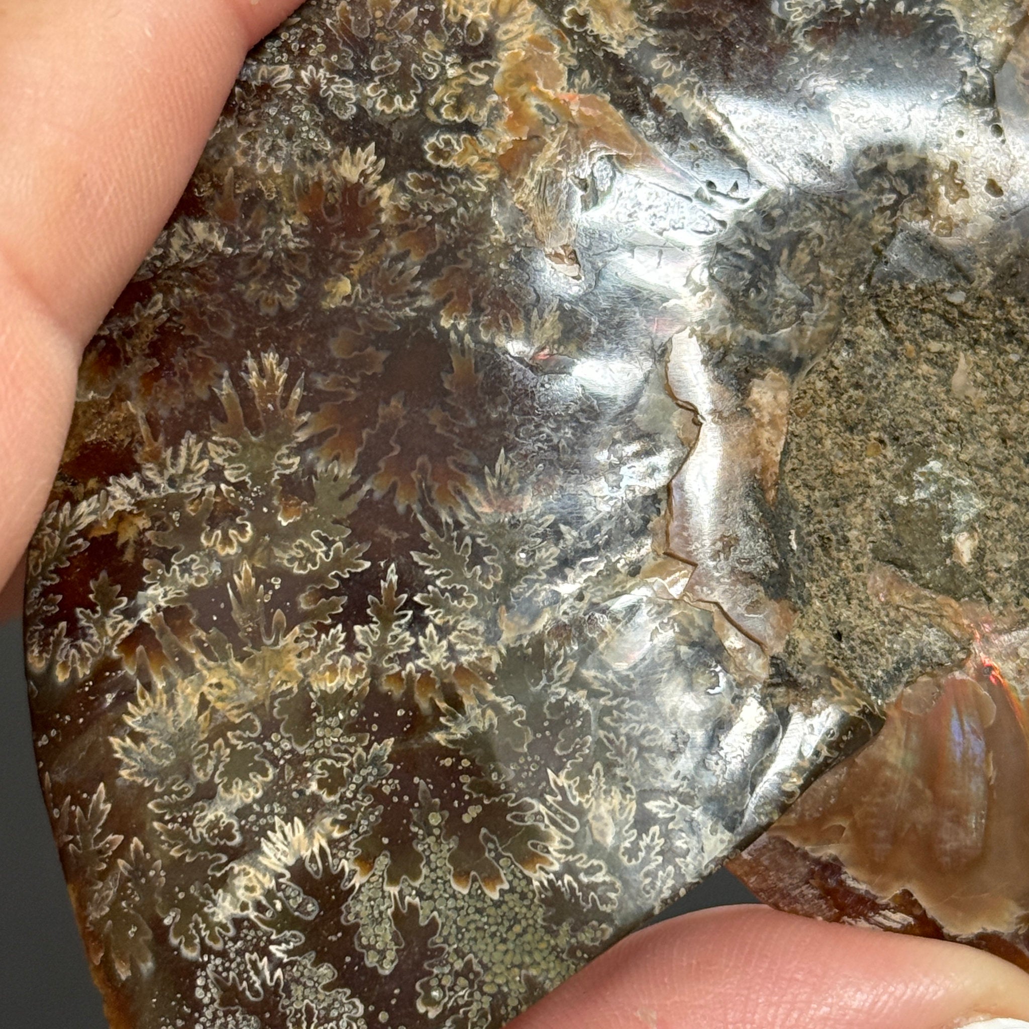 Split Golden Brown & Blonde Ammonite - Madagascar