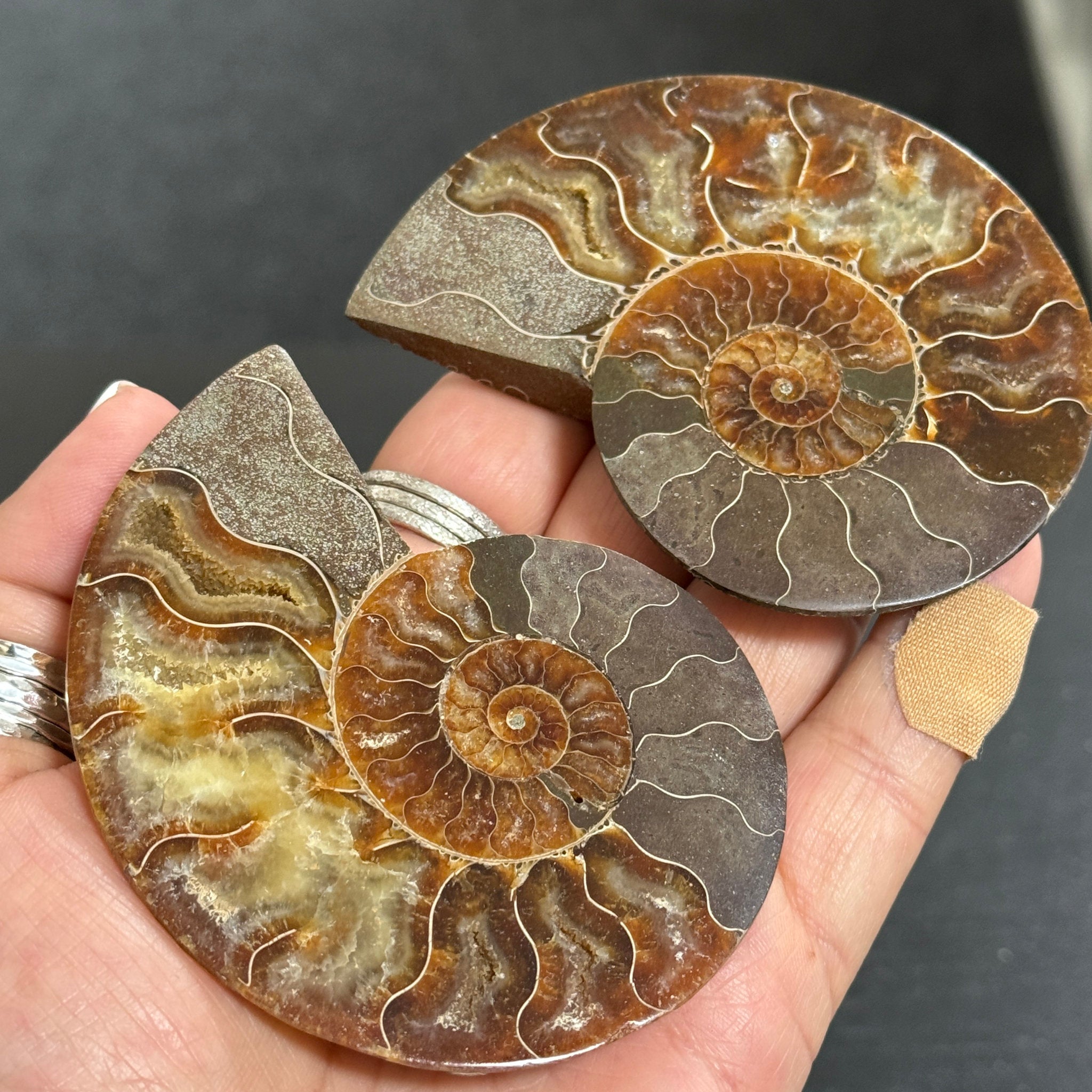 Split Golden Brown & Blonde Ammonite - Madagascar