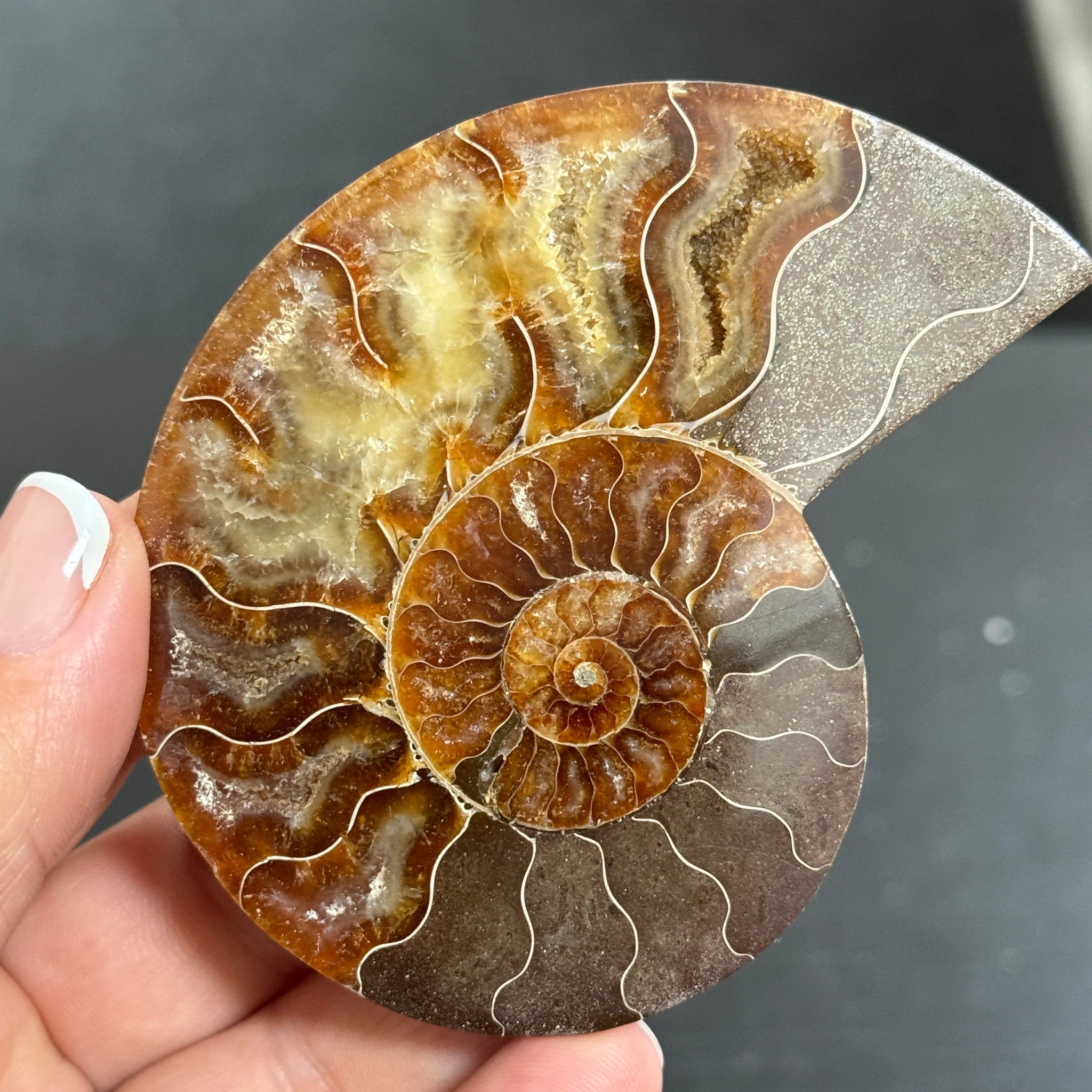 Split Golden Brown & Blonde Ammonite - Madagascar