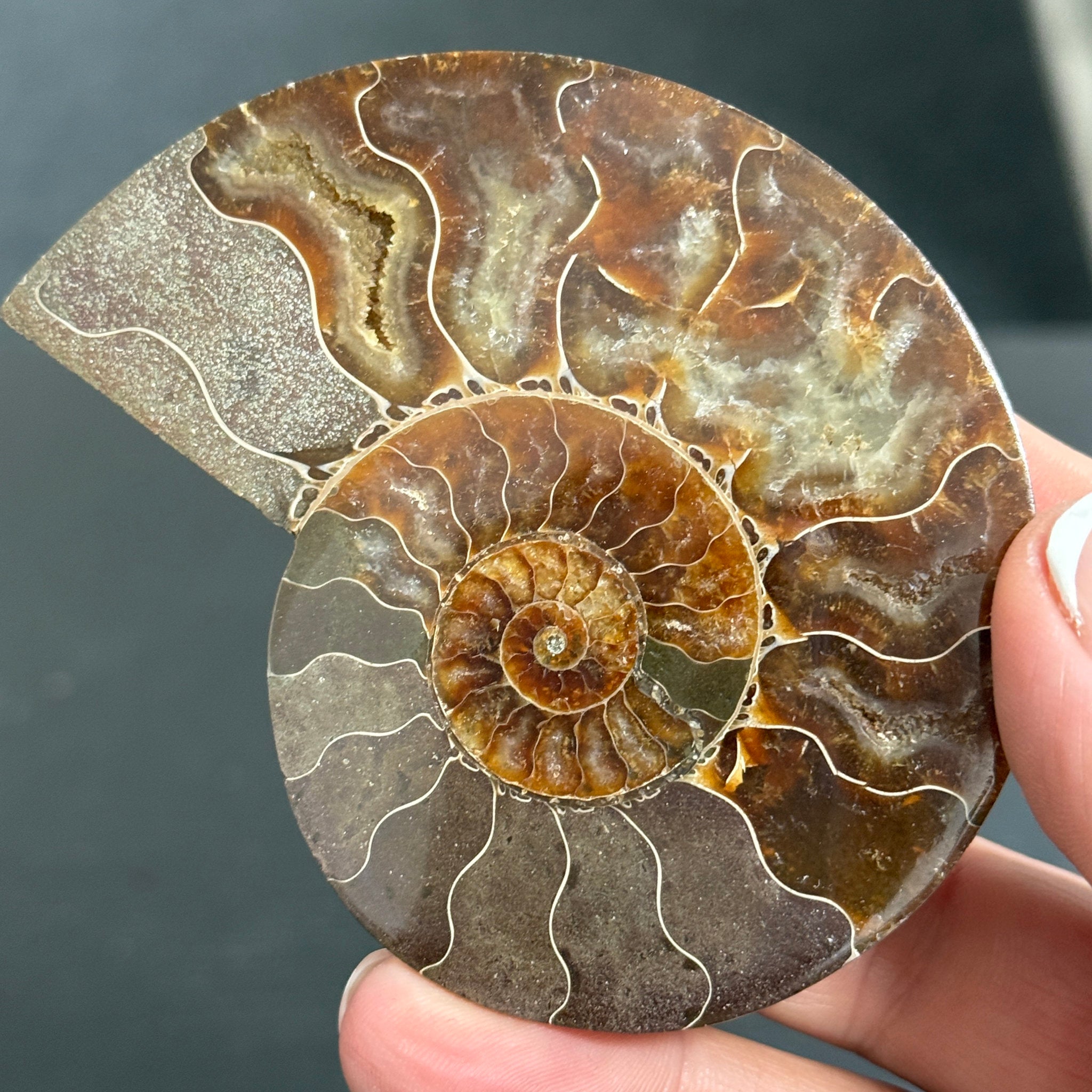 Split Golden Brown & Blonde Ammonite - Madagascar