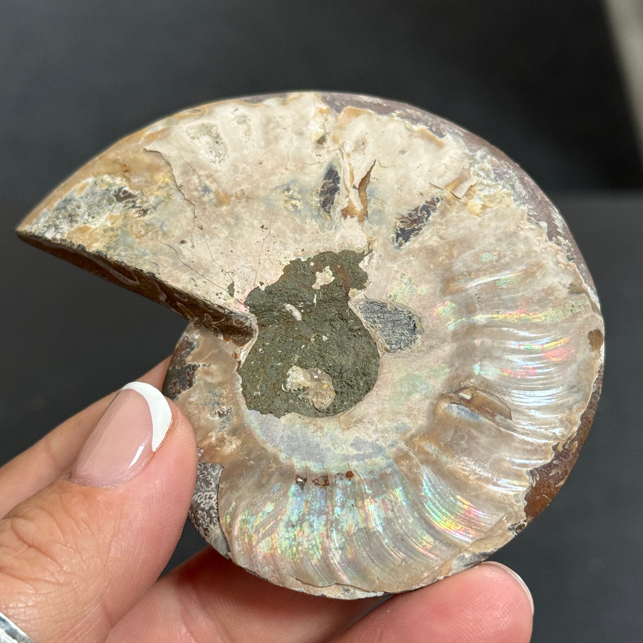 Split Golden Brown & Blonde Ammonite - Madagascar