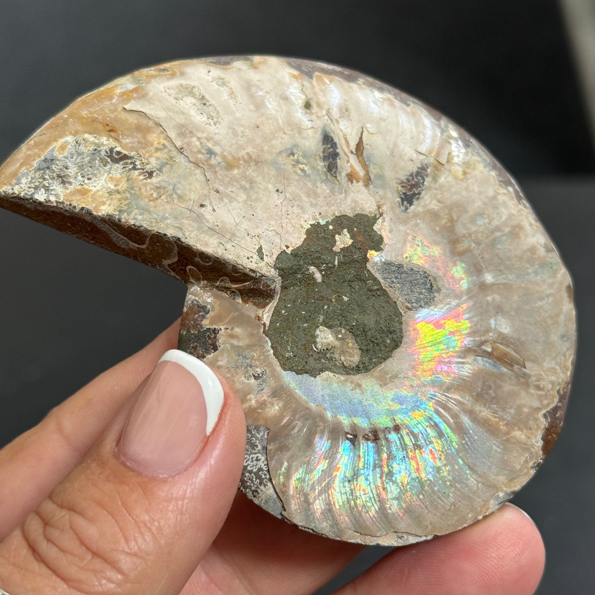 Split Golden Brown & Blonde Ammonite - Madagascar