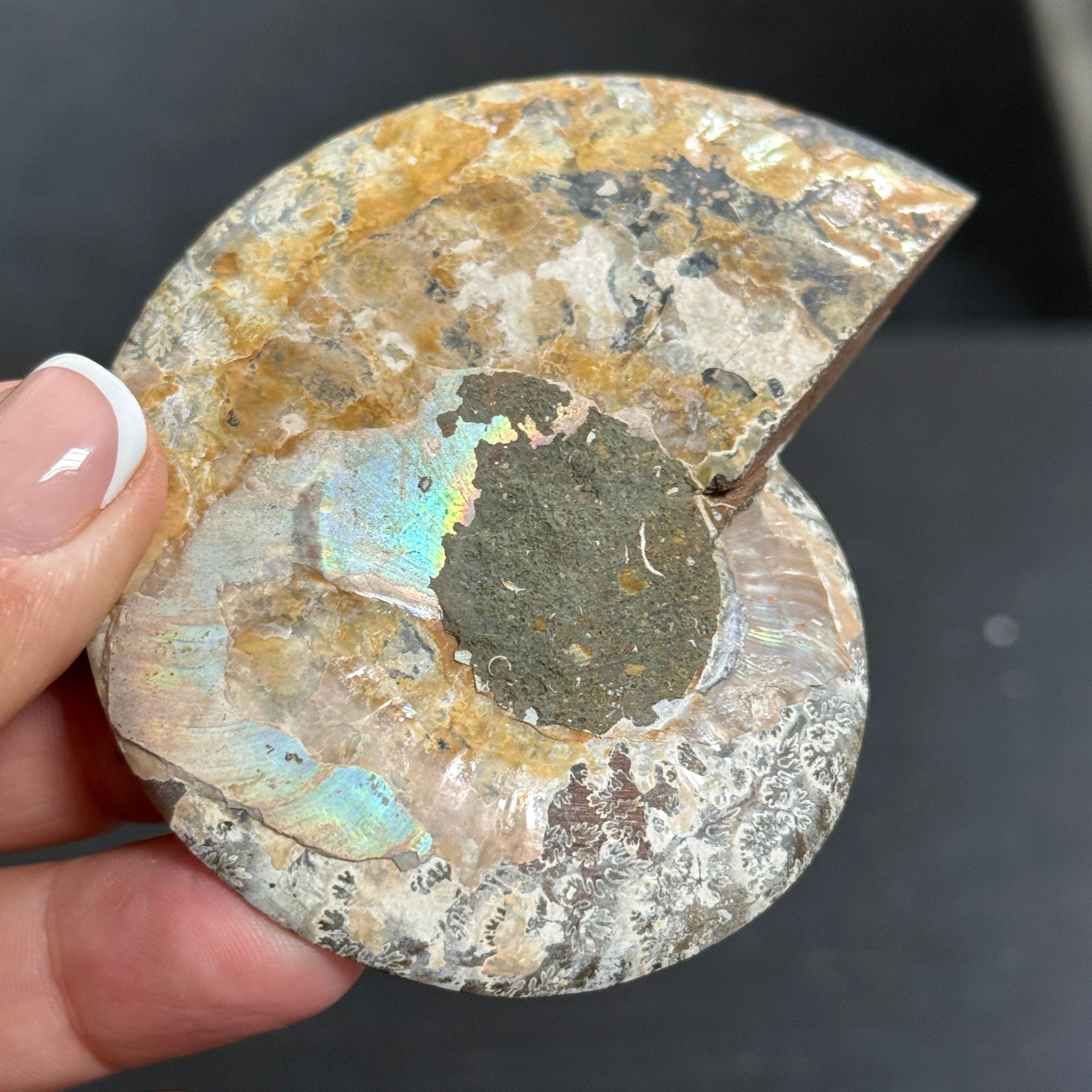 Split Golden Brown & Blonde Ammonite - Madagascar