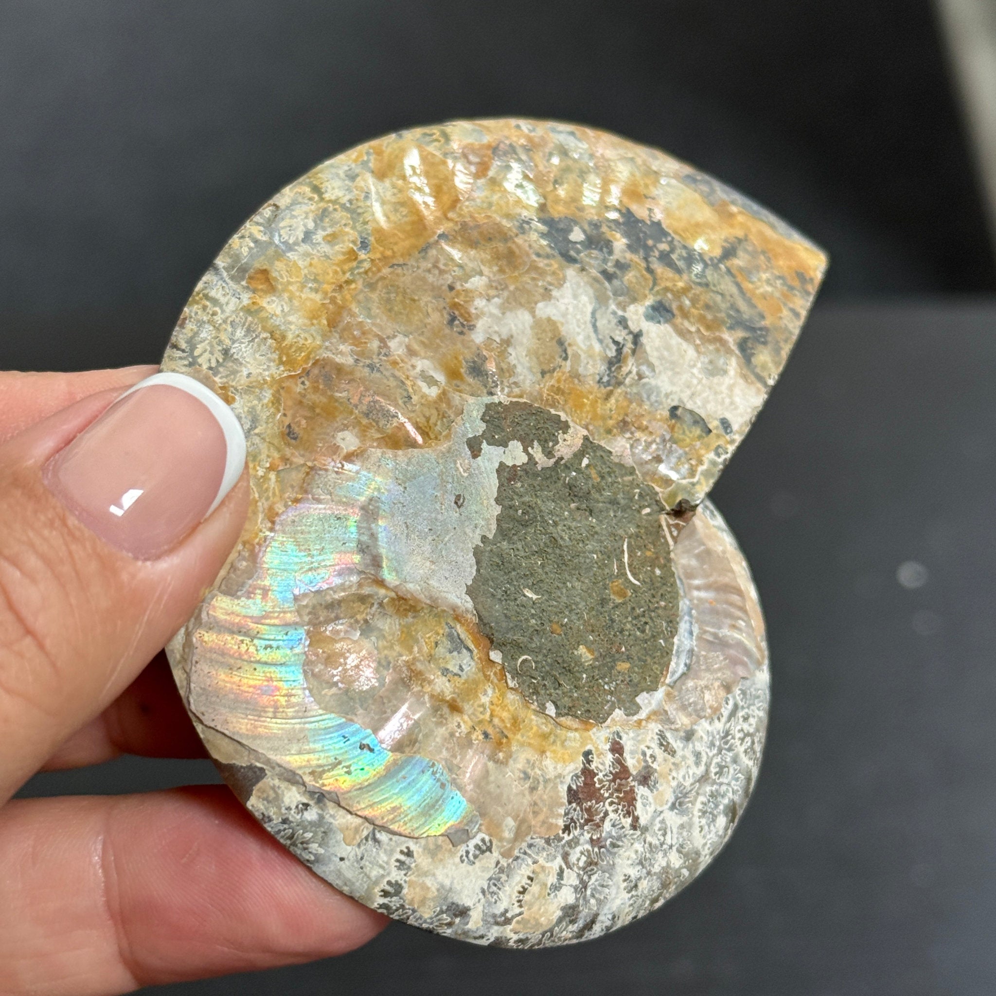 Split Golden Brown & Blonde Ammonite - Madagascar