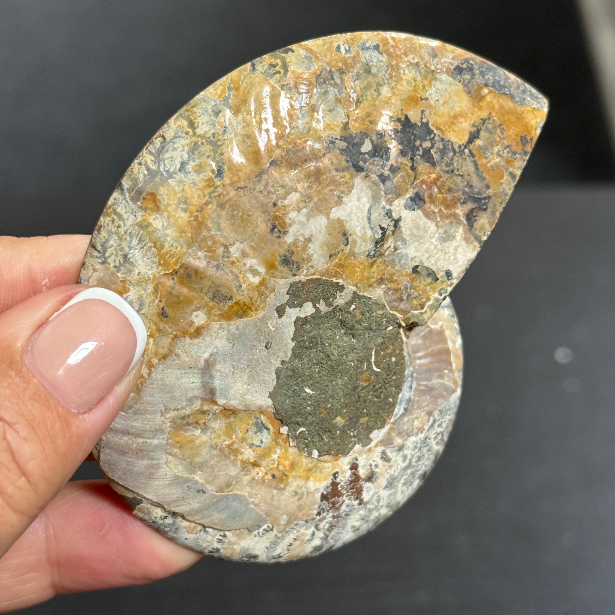 Split Golden Brown & Blonde Ammonite - Madagascar