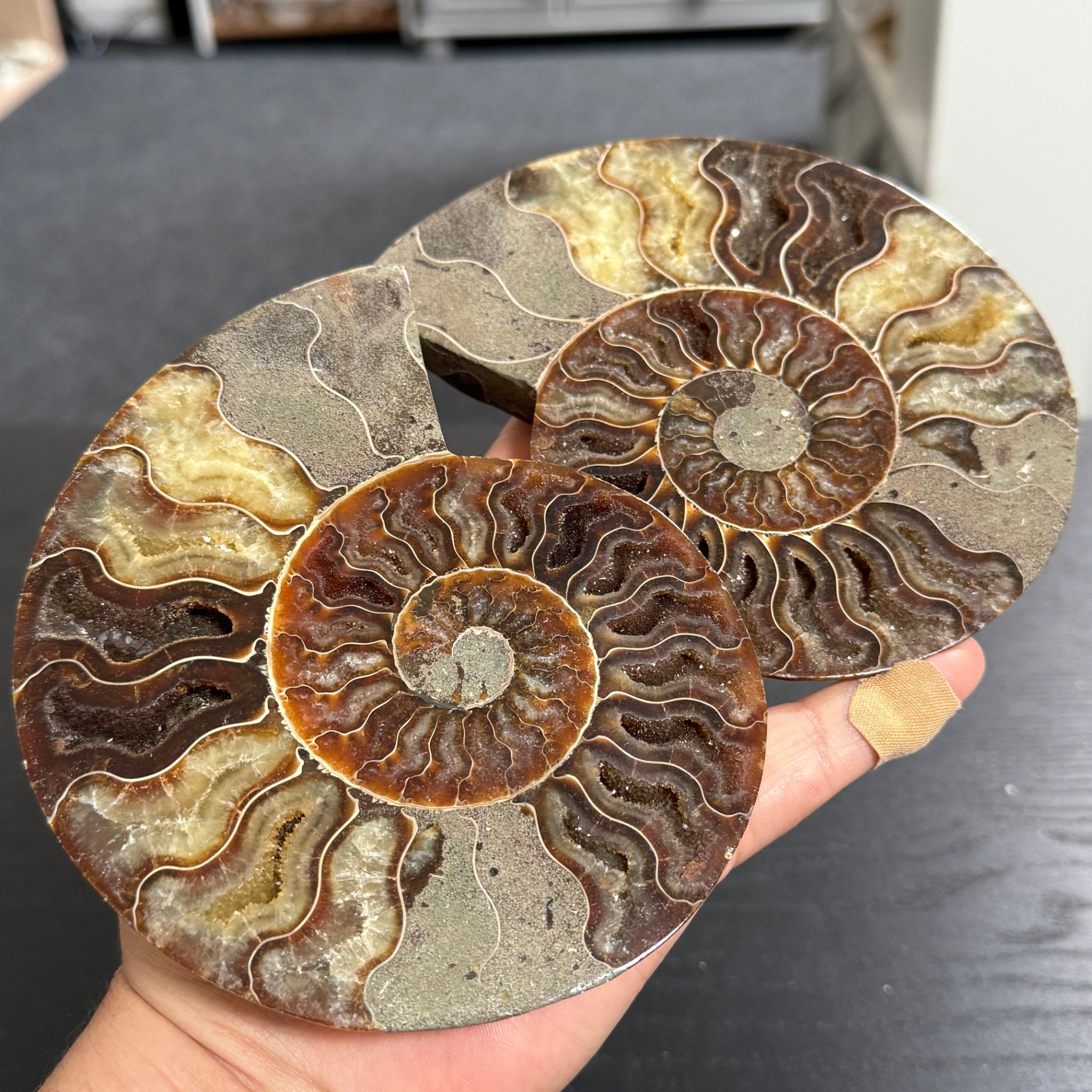 Split Golden Brown & Blonde Ammonite - Madagascar