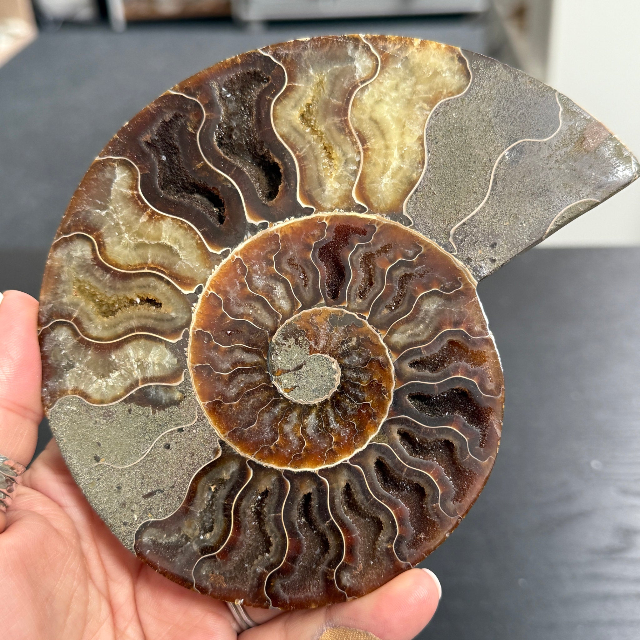 Split Golden Brown & Blonde Ammonite - Madagascar