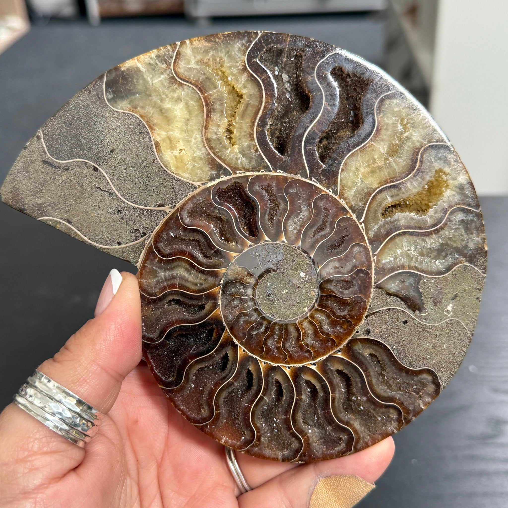 Split Golden Brown & Blonde Ammonite - Madagascar
