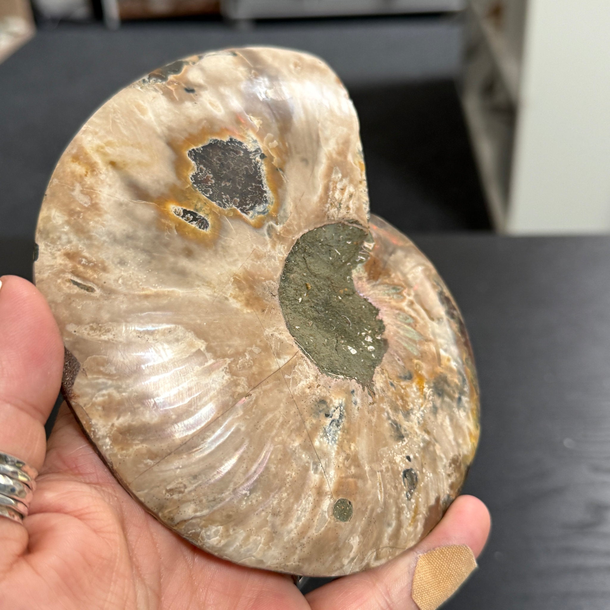 Split Golden Brown & Blonde Ammonite - Madagascar